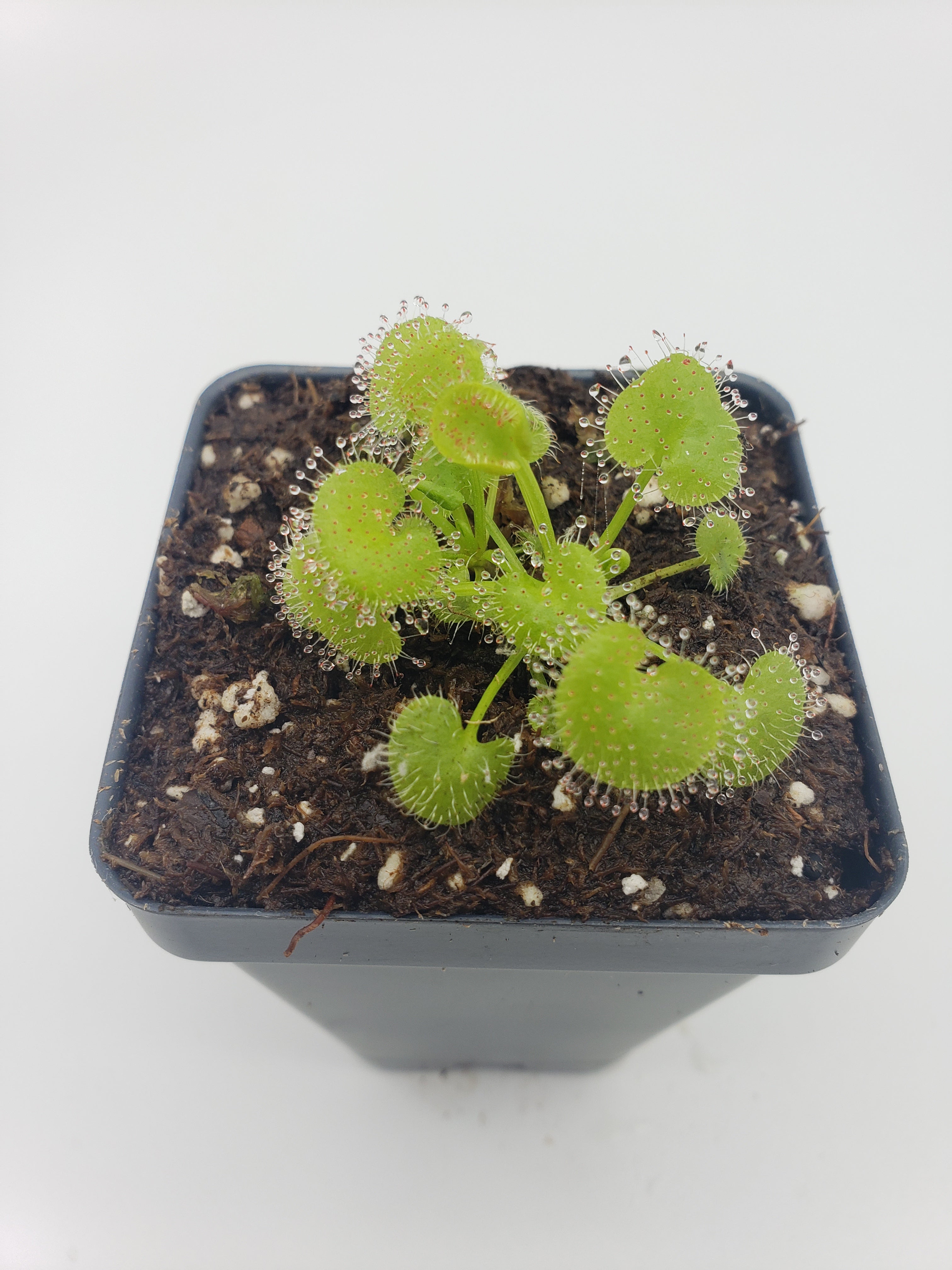 Drosera prolifera  -Live carnivorous plant- - Rainbow Carnivorous Plants LLC
