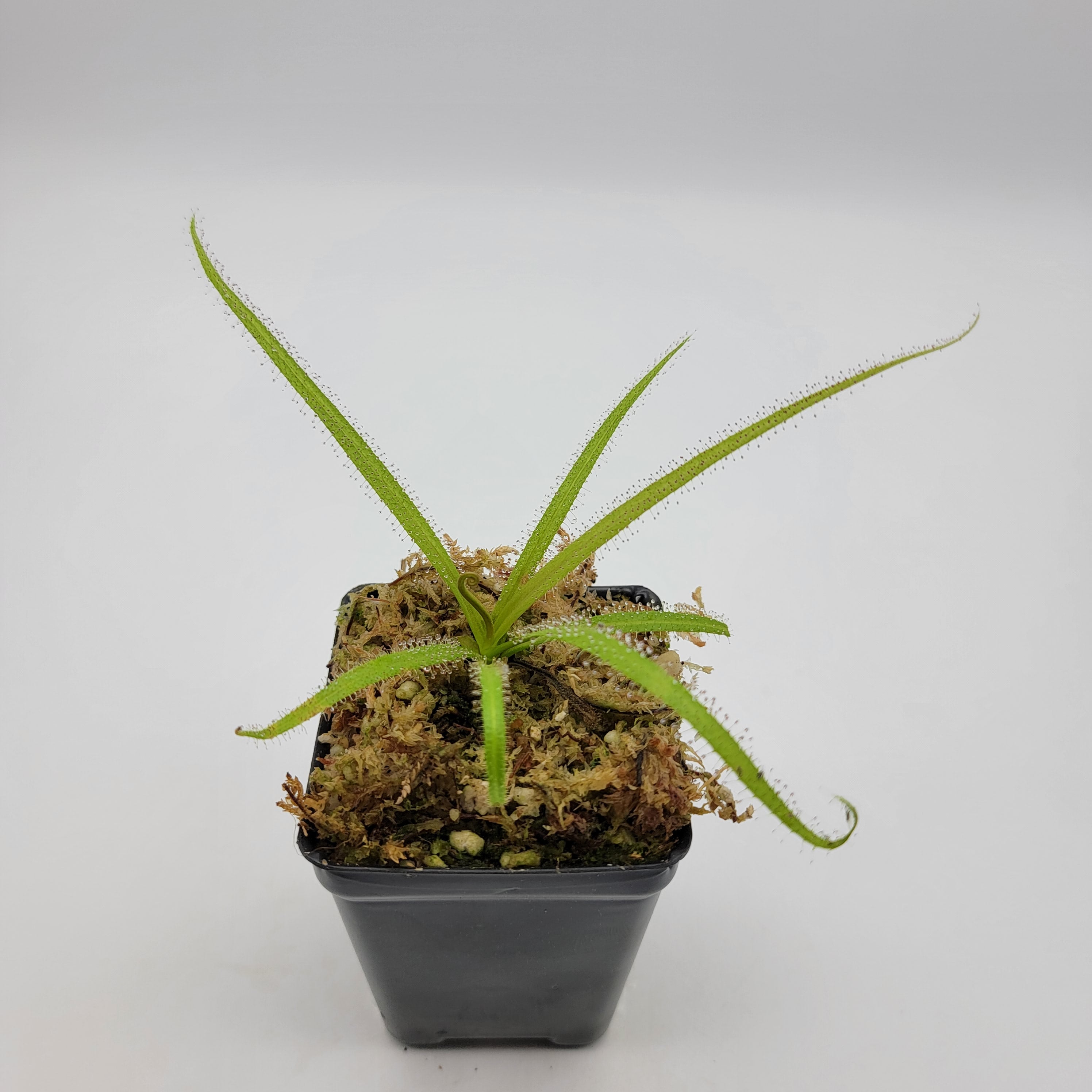 Drosera regia - Rainbow Carnivorous Plants LLC