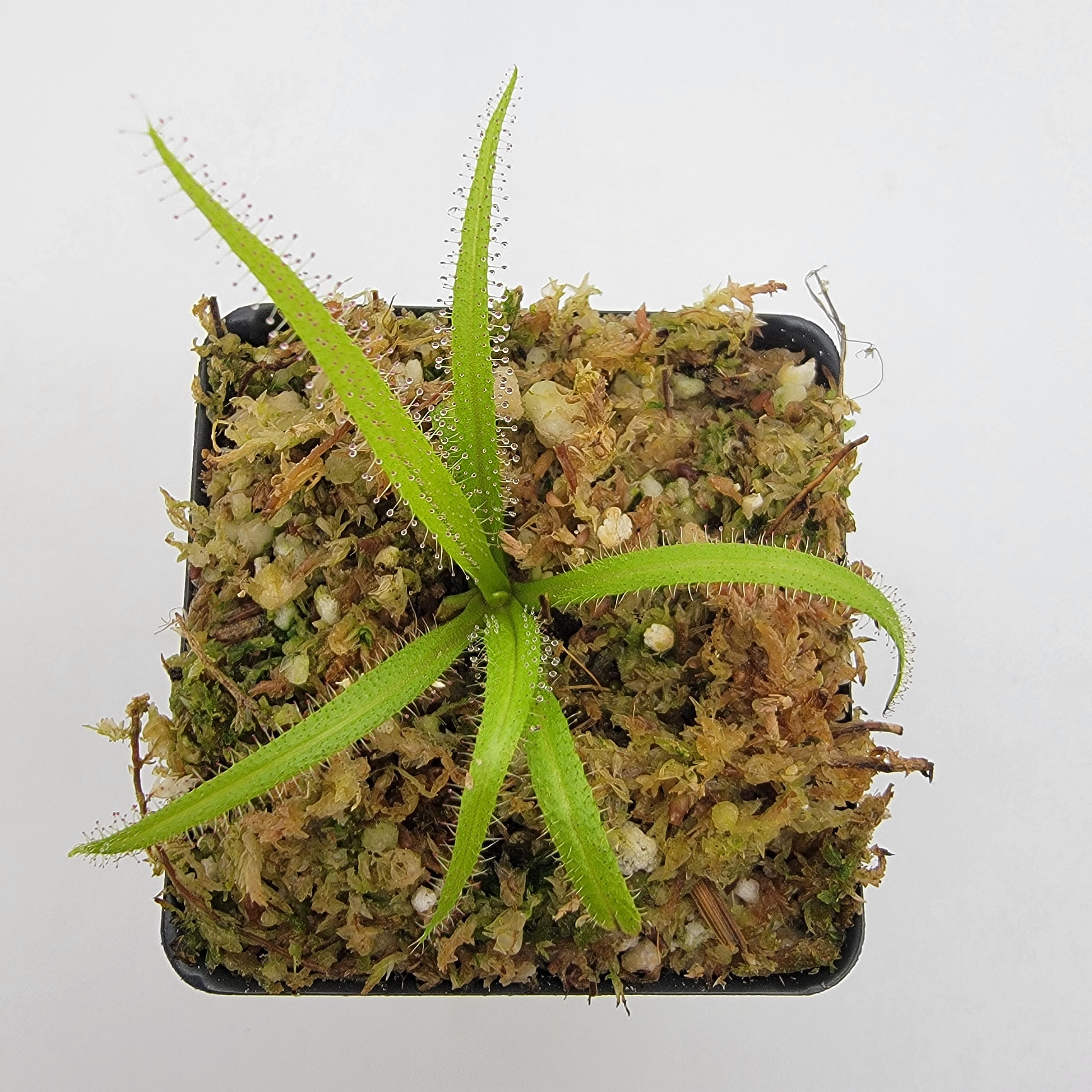 Drosera regia | Drosera | Rainbow Carnivorous Plants LLC
