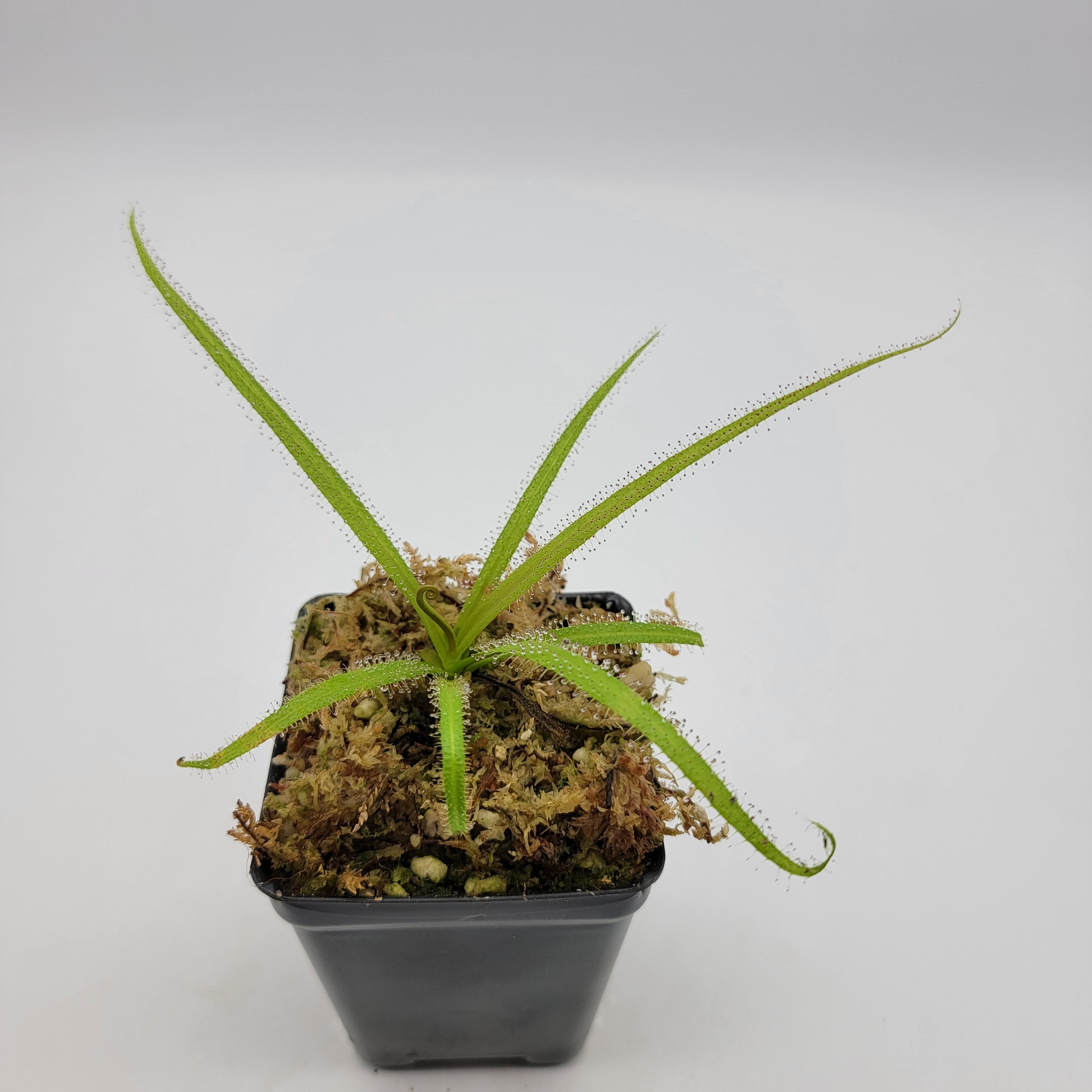 Drosera regia - Rainbow Carnivorous Plants LLC