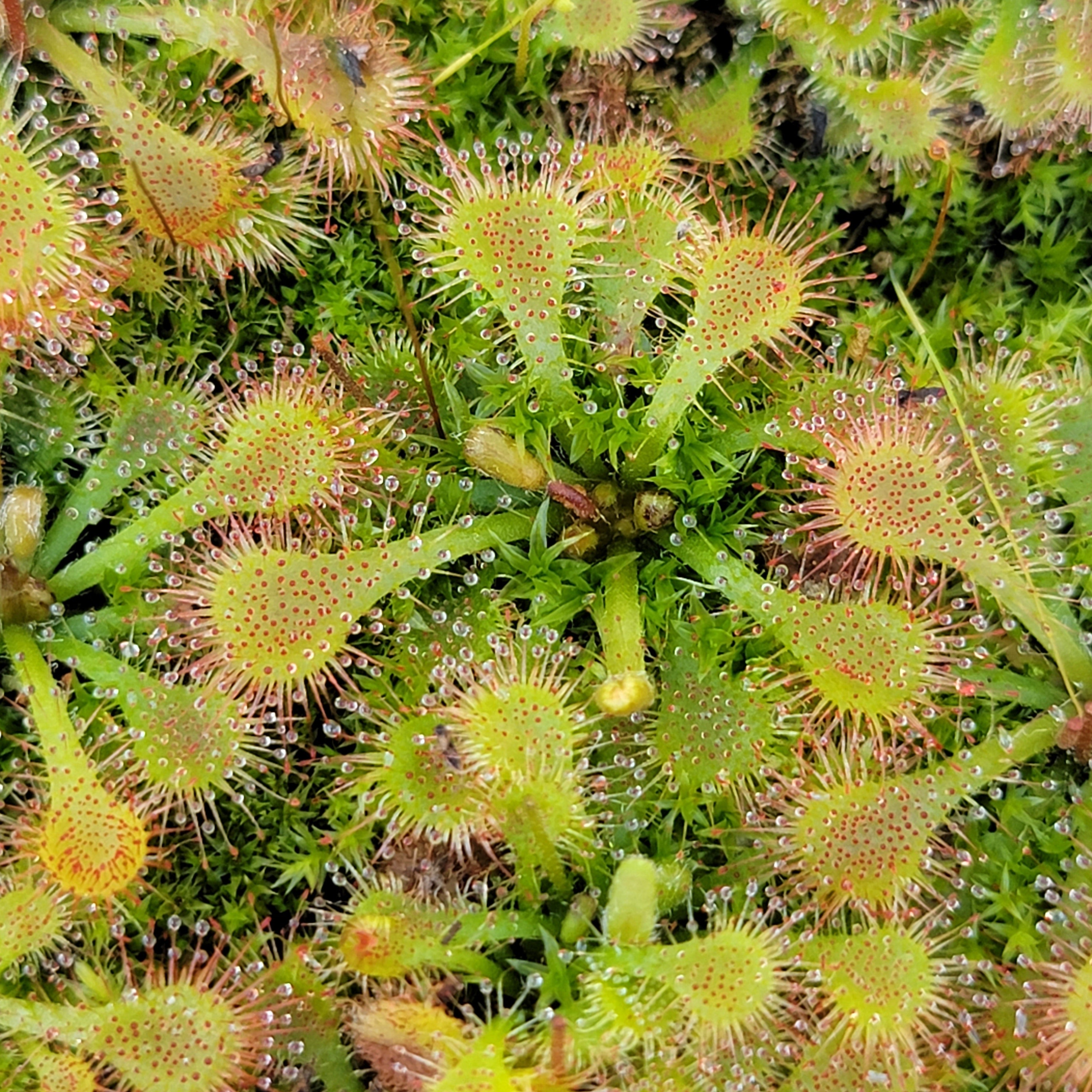 Sundew Plant Python Code Image Sundew Plant