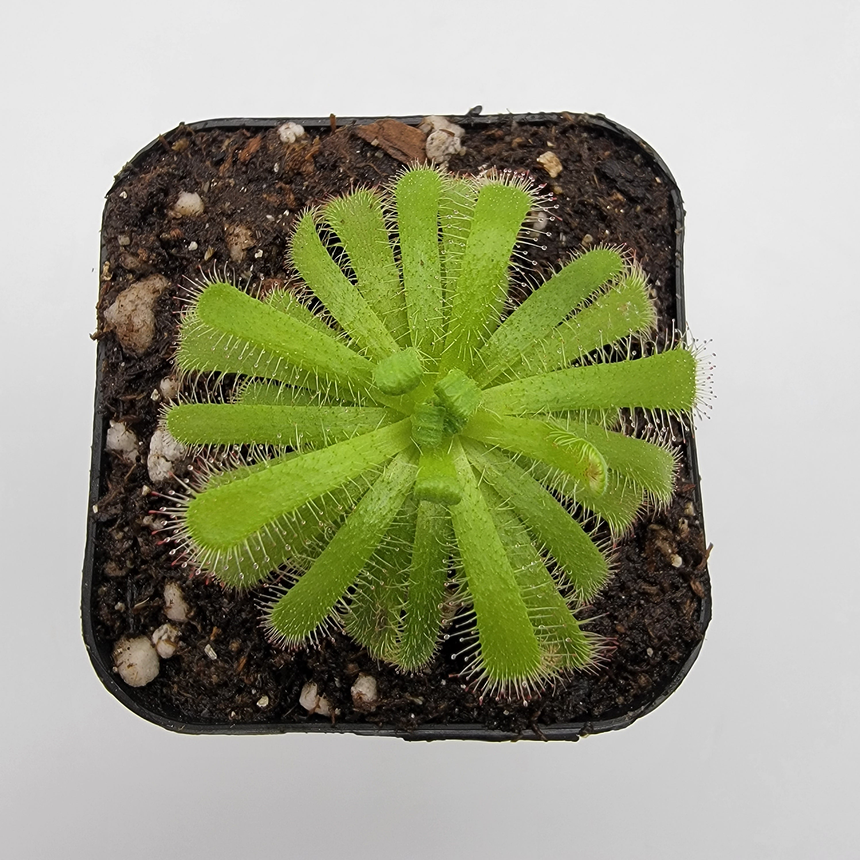 Drosera trinervia  -Live carnivorous plant- - Rainbow Carnivorous Plants LLC