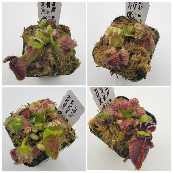 Cephalotus follicularis HMZ×SOHG Cephalotus follicularis