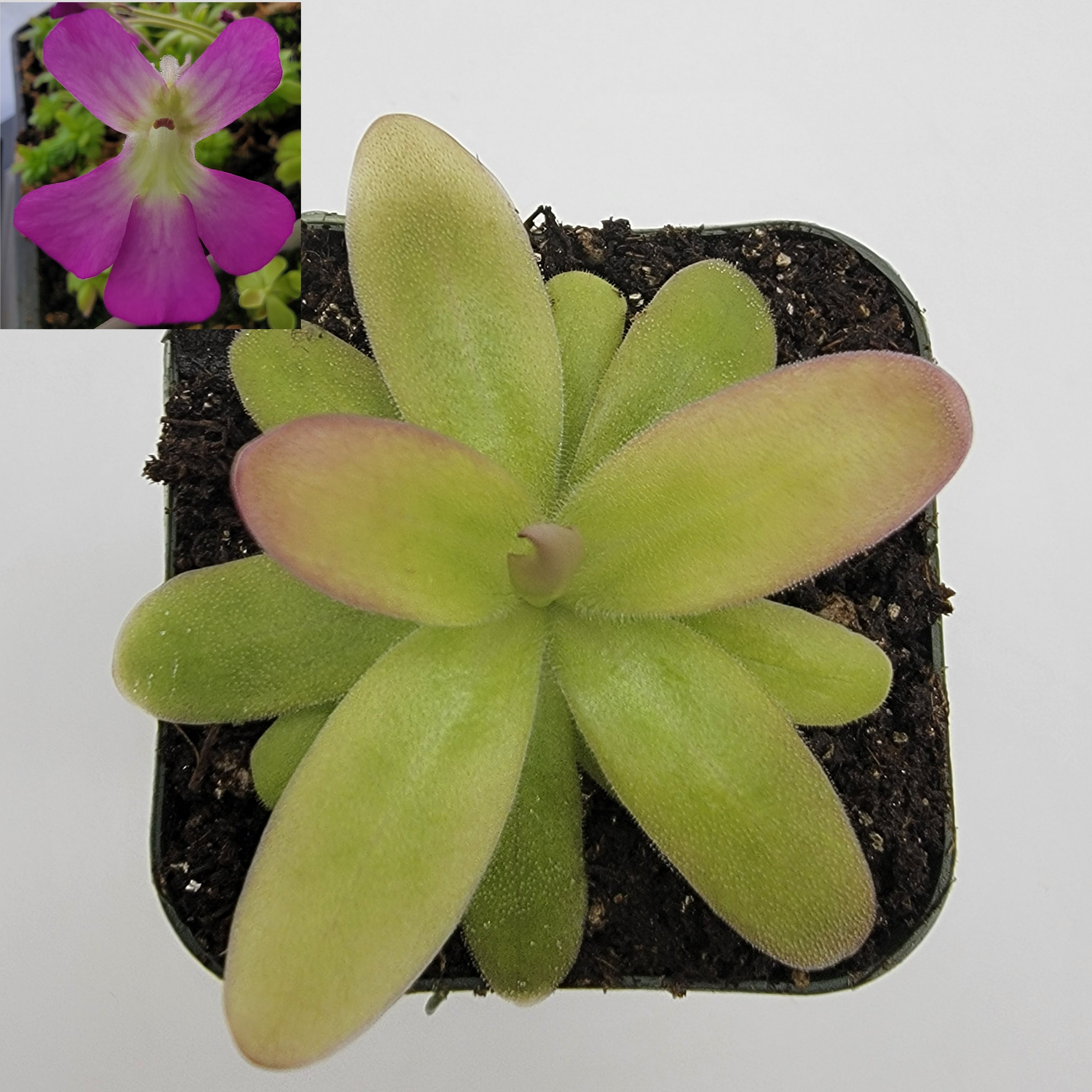 Pinguicula moranensis var. roseii [Fungus gnat catcher]   -Live carnivorous plant- - Rainbow Carnivorous Plants LLC
