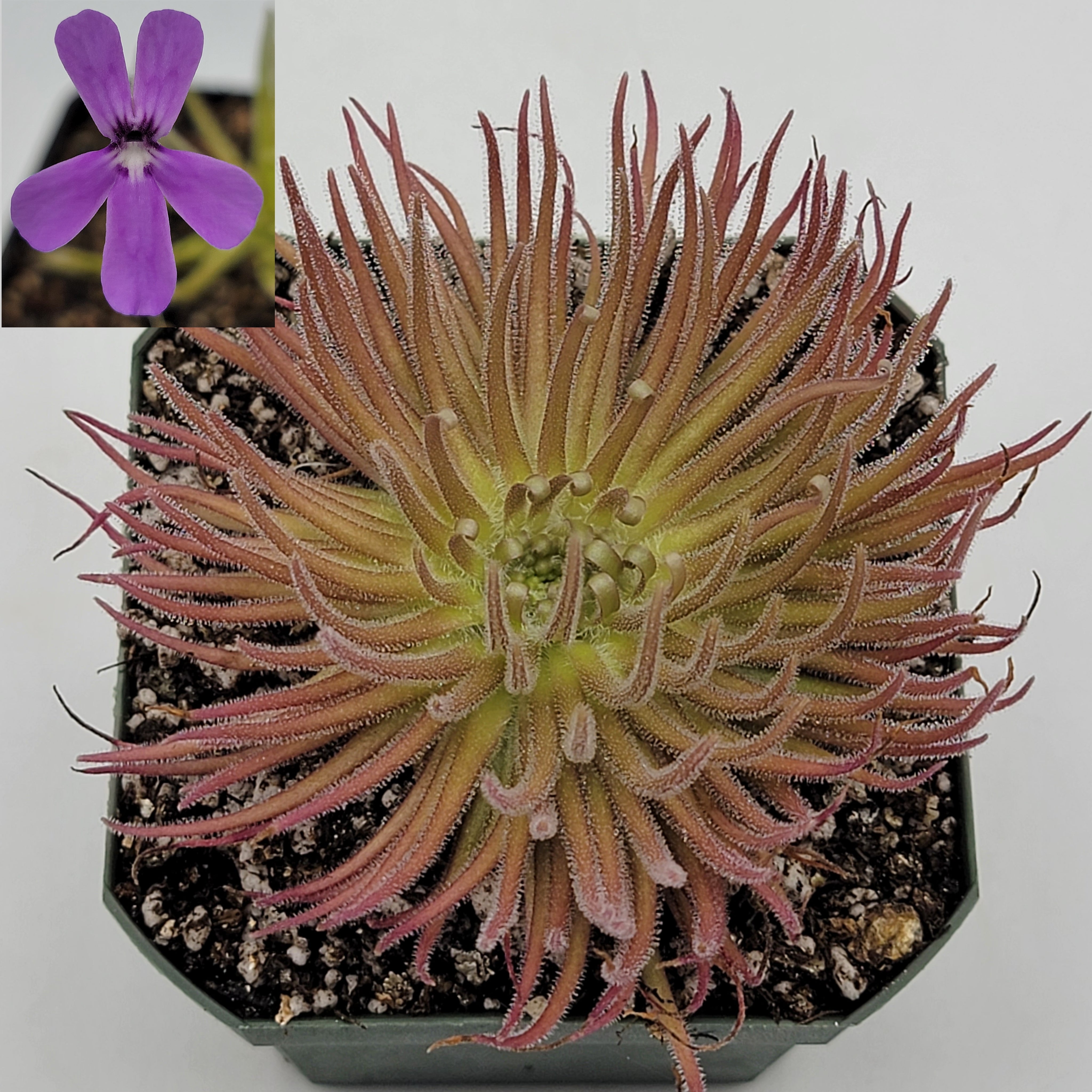 Pinguicula gypsicola {Buena Vista, San Luis Potosi, Mex} [Fungus gnat catcher]   -Live carnivorous plant- - Rainbow Carnivorous Plants LLC
