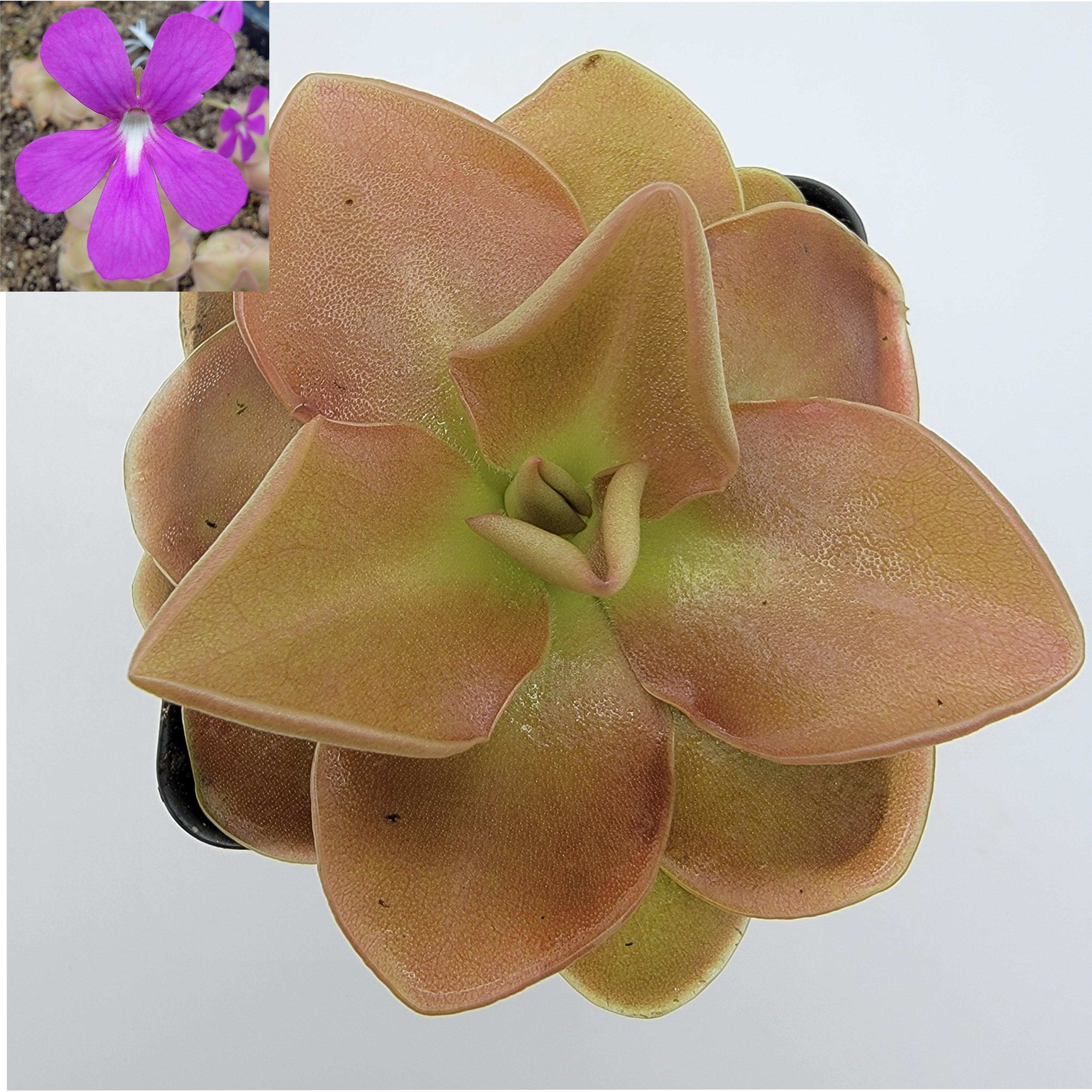 Pinguicula 'Sethos' [Fungus gnat catcher]   -Live carnivorous plant- - Rainbow Carnivorous Plants LLC