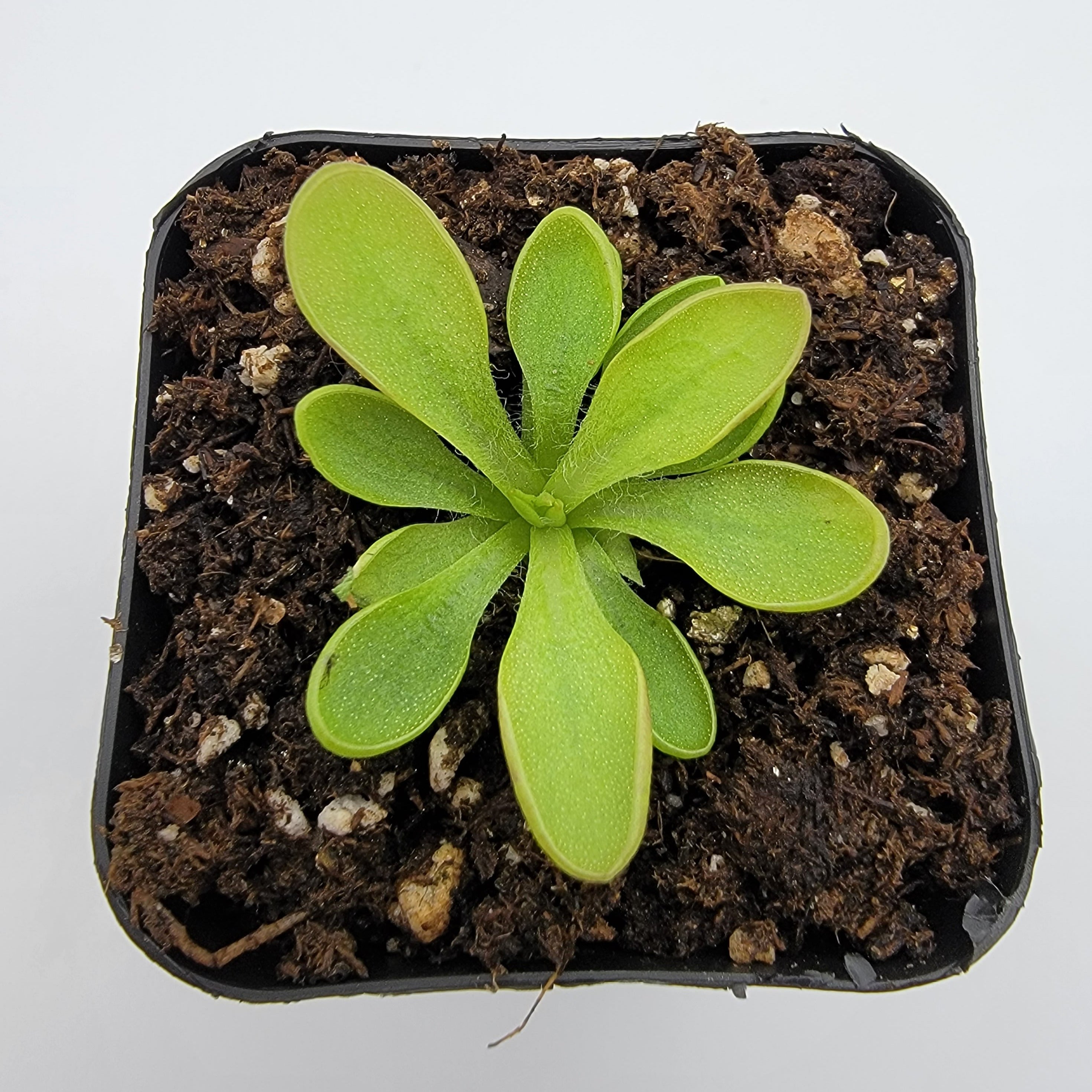 Pinguicula crassifolia [Fungus gnat catcher]   -Live carnivorous plant- - Rainbow Carnivorous Plants LLC