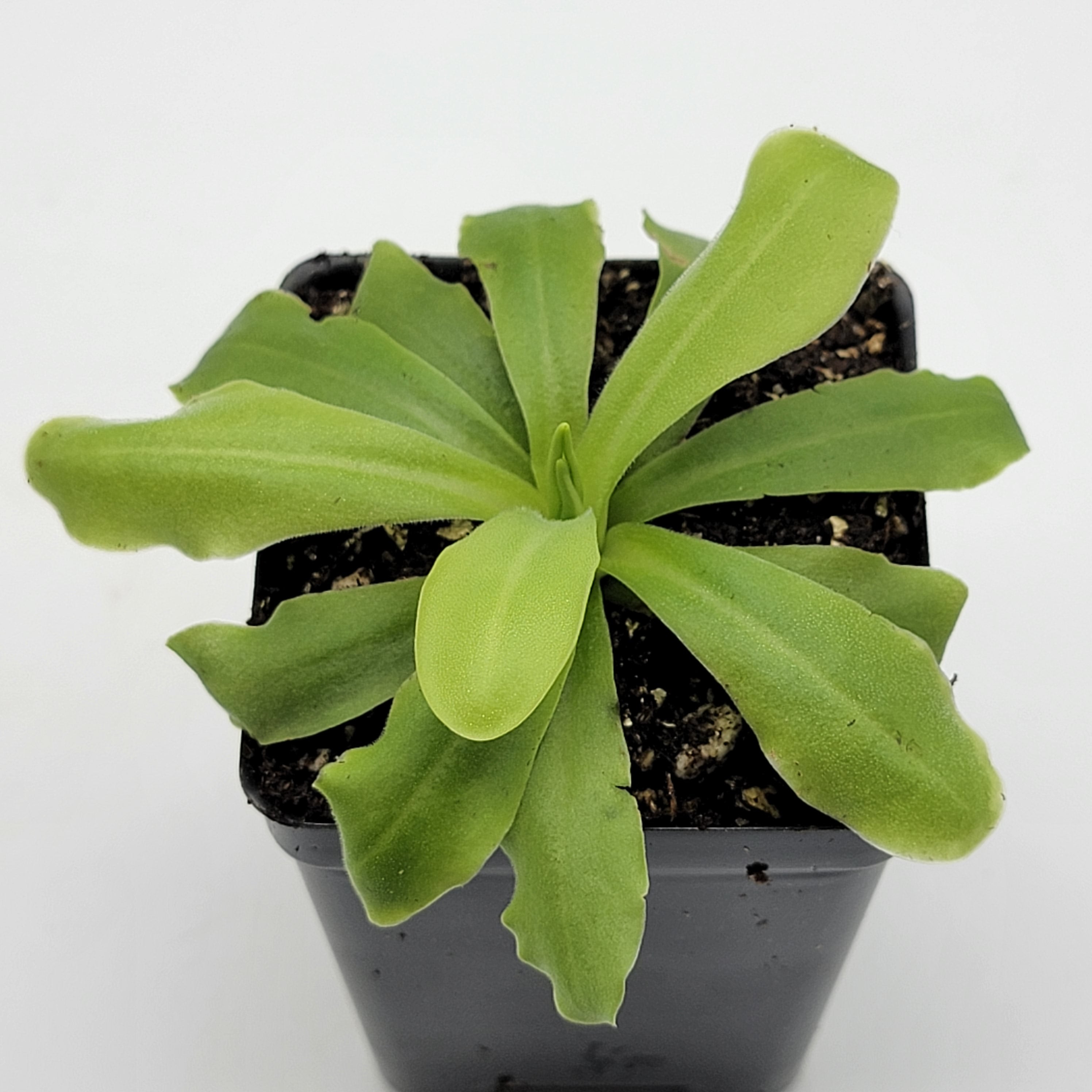 Pinguicula 'ANPA A' [Fungus gnat catcher]   -Live carnivorous plant- - Rainbow Carnivorous Plants LLC