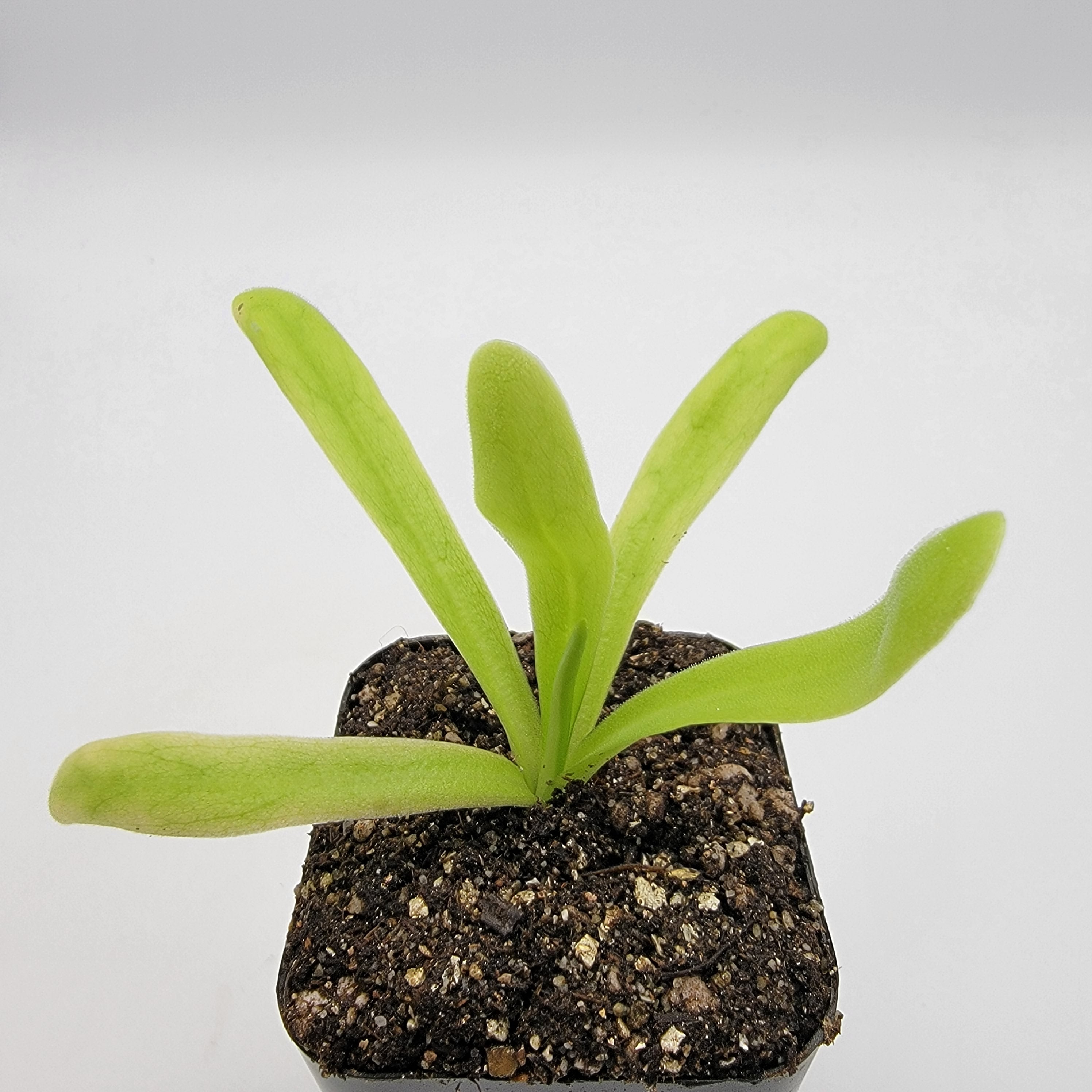 Pinguicula 'Apasionada' [Fungus gnat catcher]   -Live carnivorous plant- - Rainbow Carnivorous Plants LLC