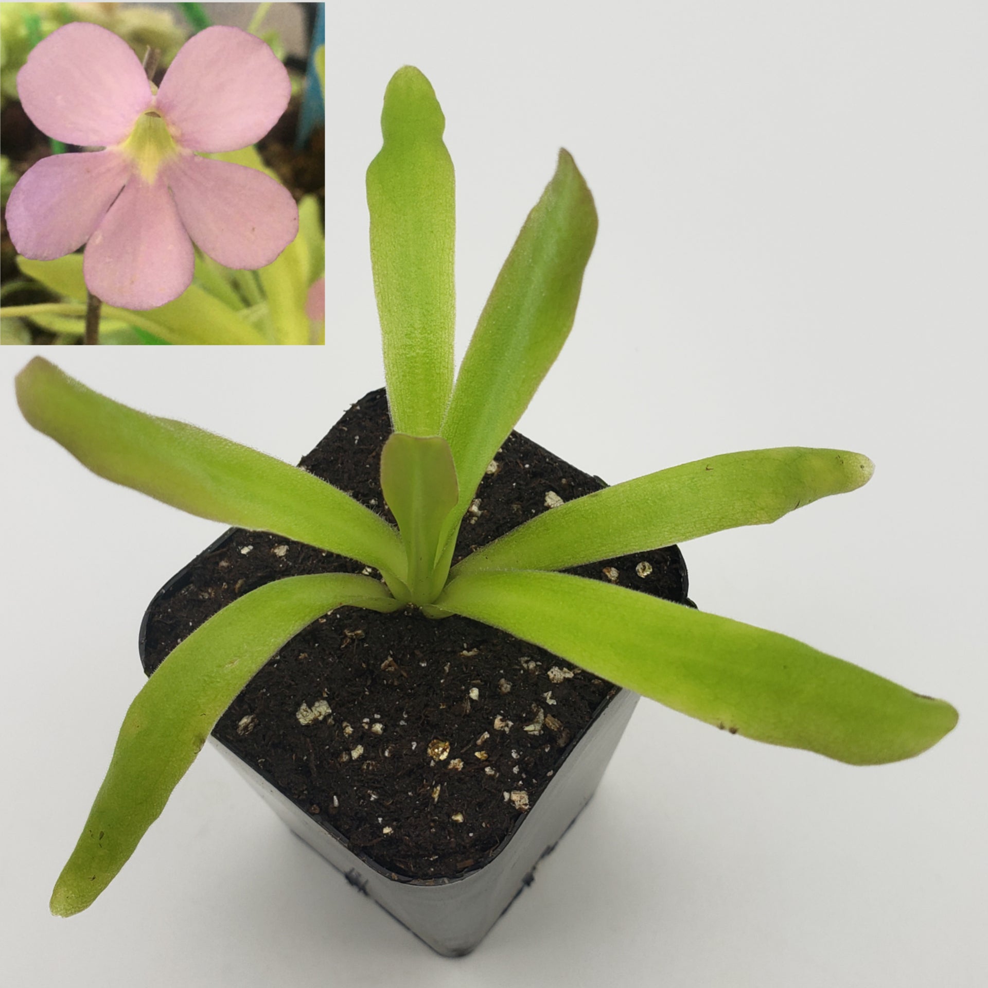 Pinguicula 'Aphrodite' [Fungus gnat catcher]   -Live carnivorous plant- - Rainbow Carnivorous Plants LLC