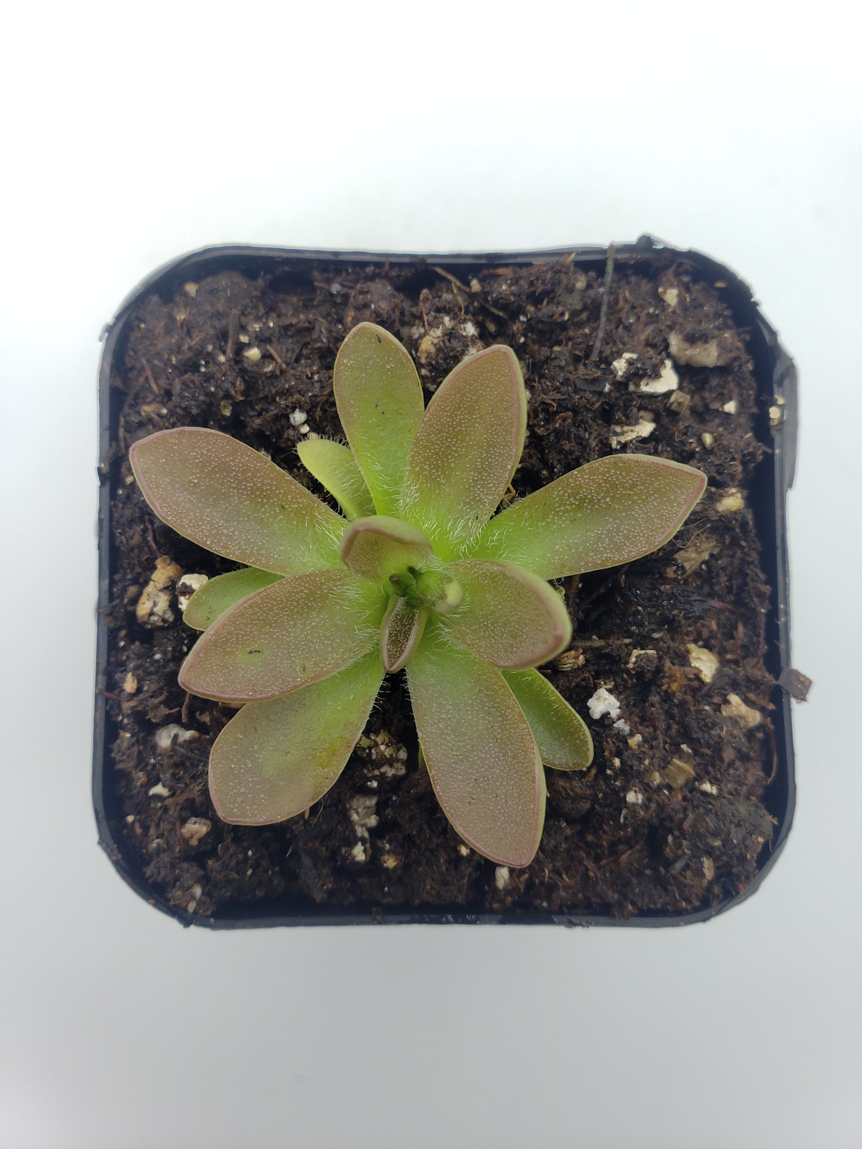 bcp carnivorous plants Pinguicula cv. 'BCP Crystal'