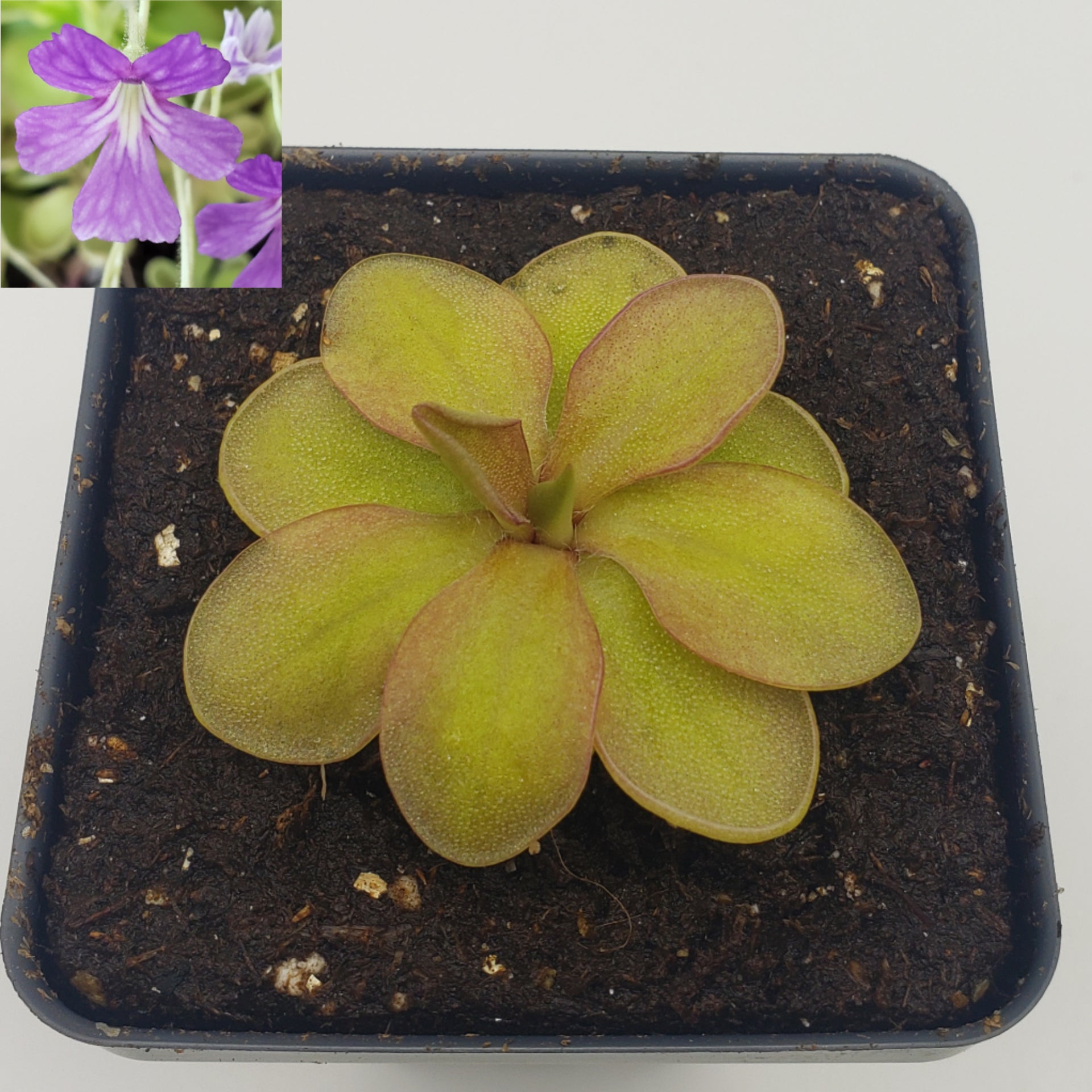 Pinguicula emarginata {red coloured and big rosette} x elizabethiae [Fungus gnat catcher]   -Live carnivorous plant- - Rainbow Carnivorous Plants LLC
