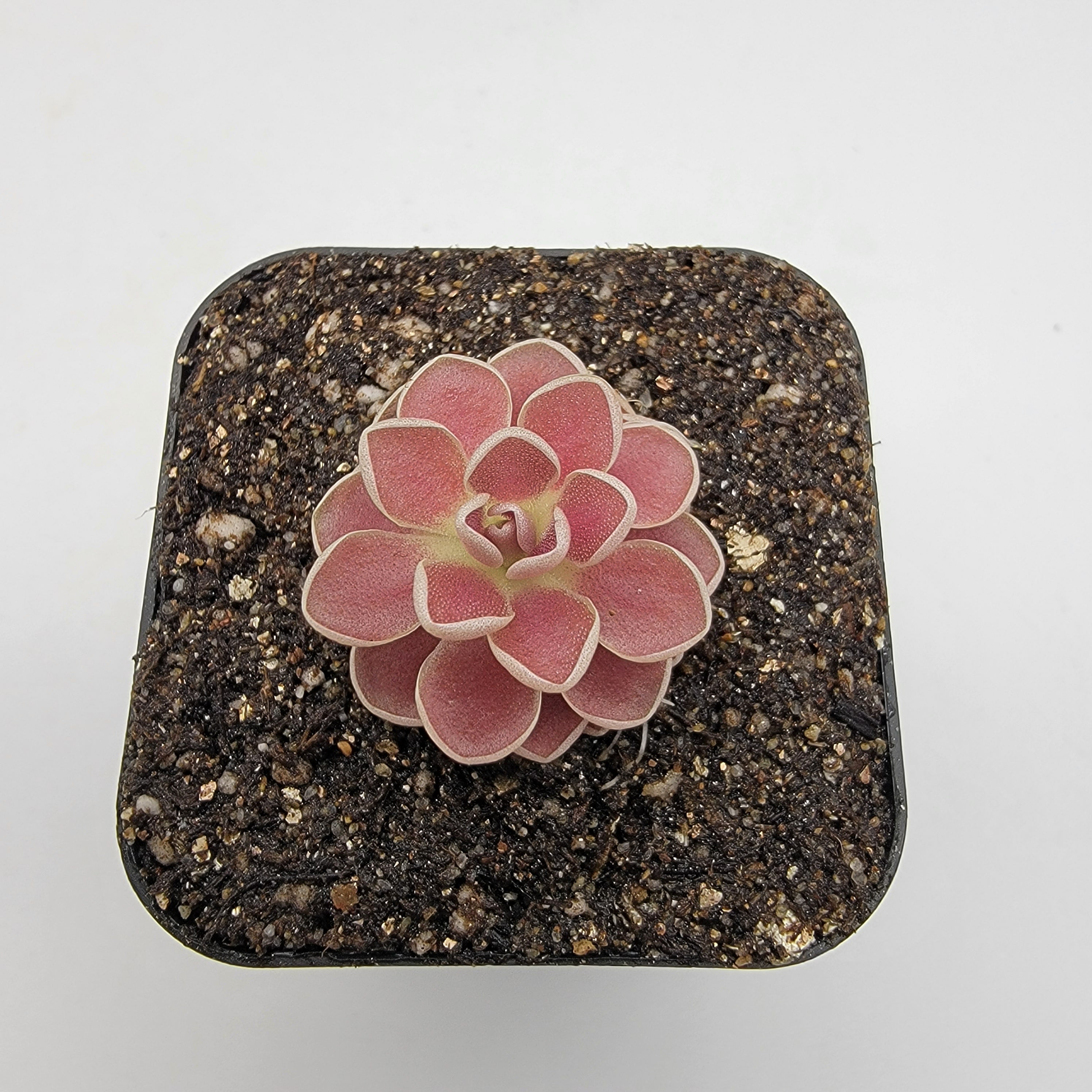 Pinguicula 'Florian' [Fungus gnat catcher]   -Live carnivorous plant- - Rainbow Carnivorous Plants LLC