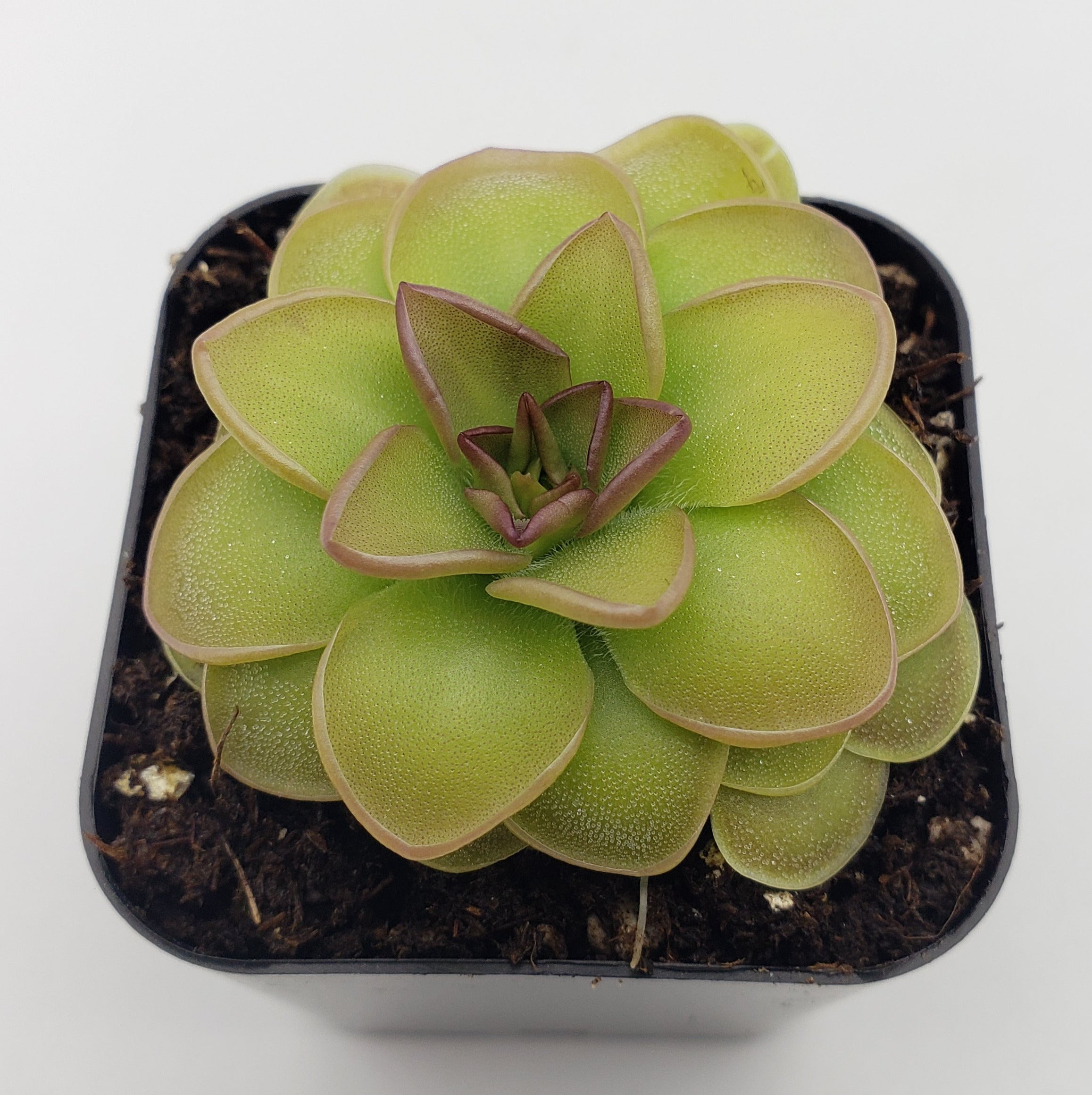 succulent carnivorous plants Pinguicula 'Hanka'