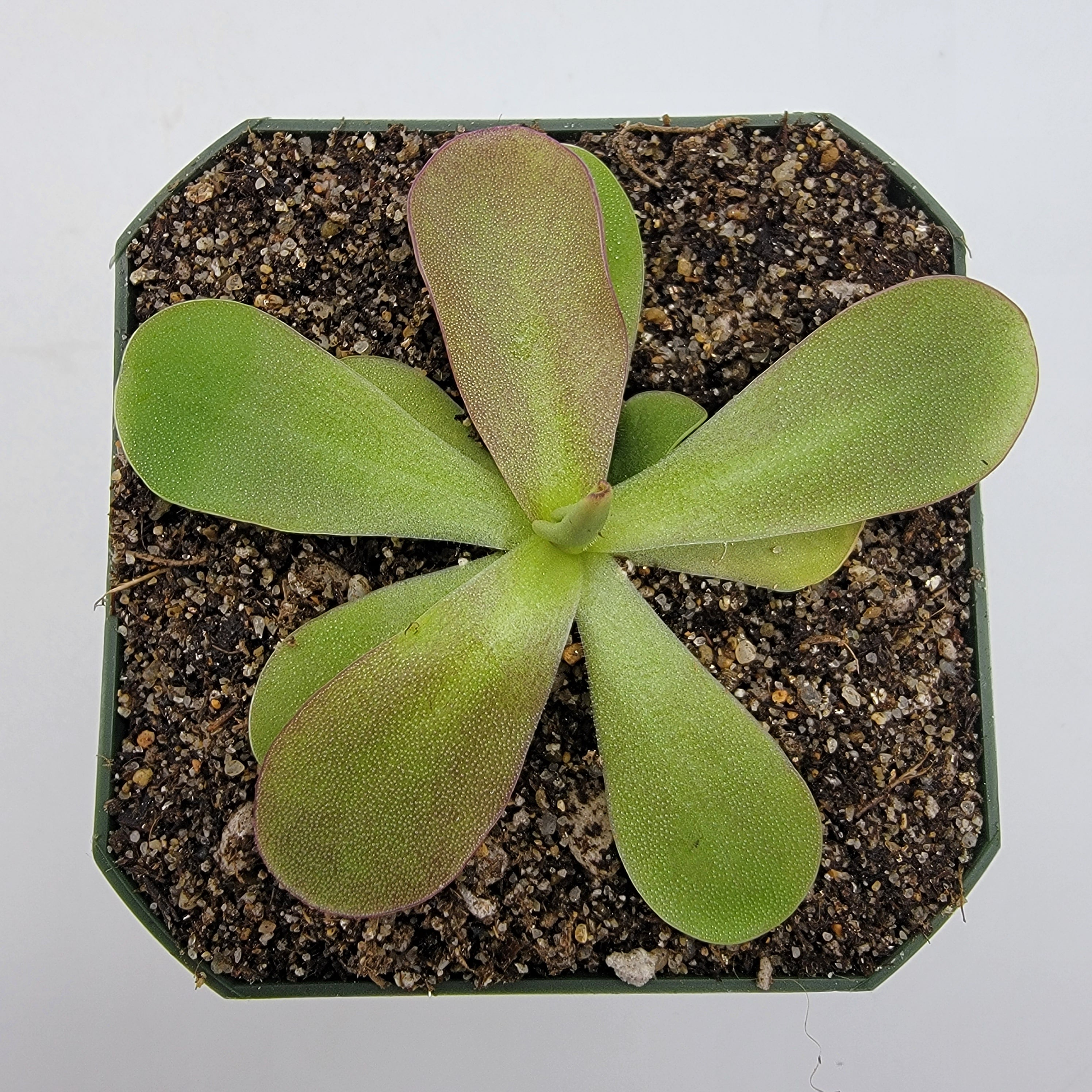 Pinguicula 'Razzberry Blonde' - Rainbow Carnivorous Plants LLC