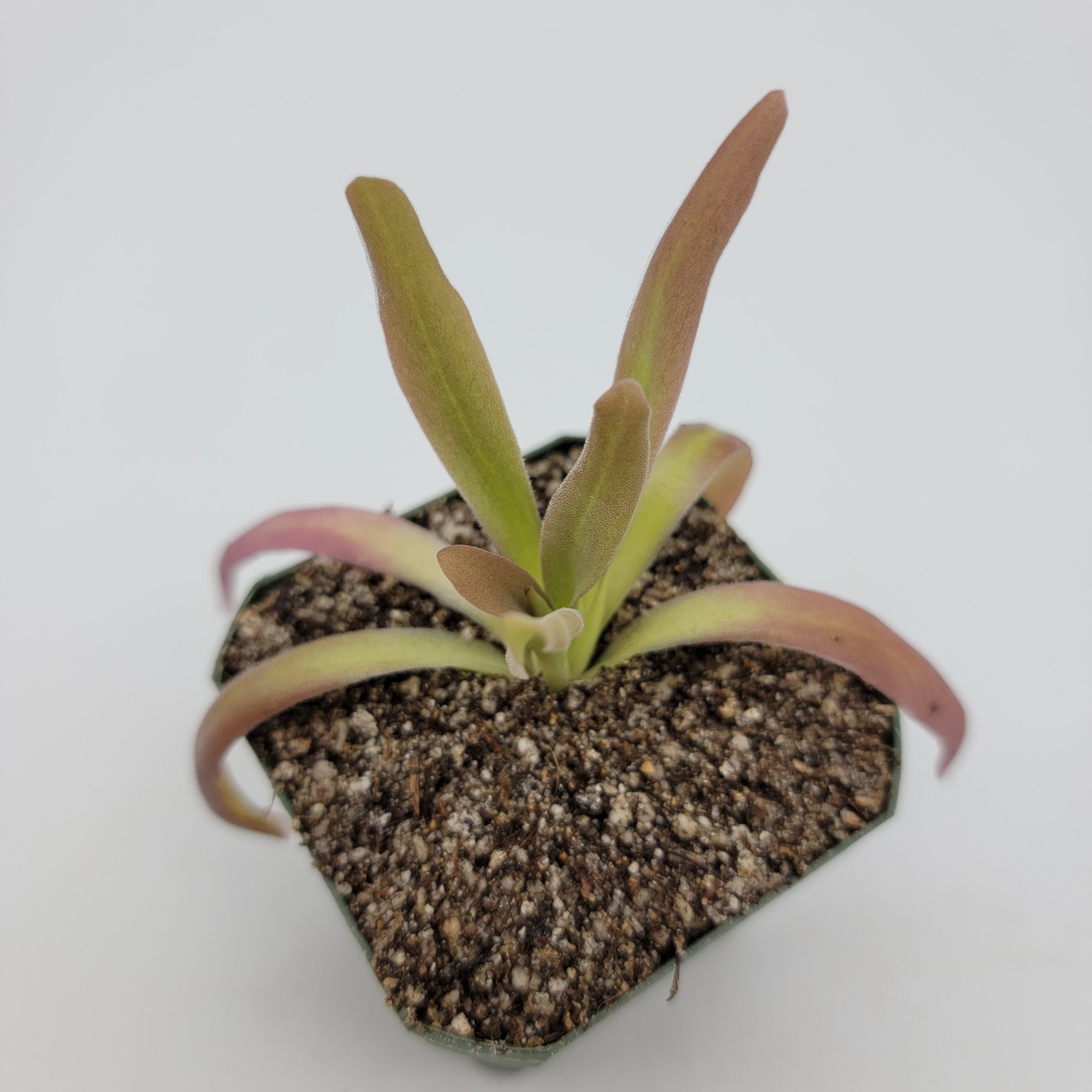 Pinguicula 'Aphrodite' - Rainbow Carnivorous Plants LLC
