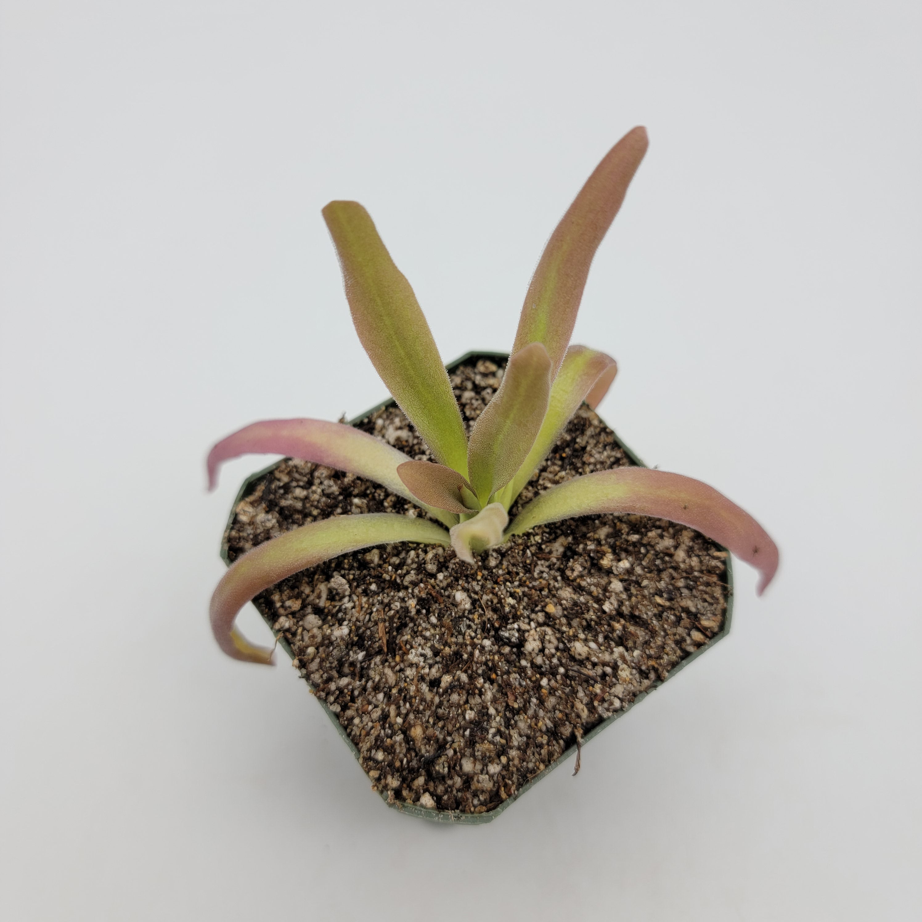 Pinguicula 'Aphrodite' - Rainbow Carnivorous Plants LLC