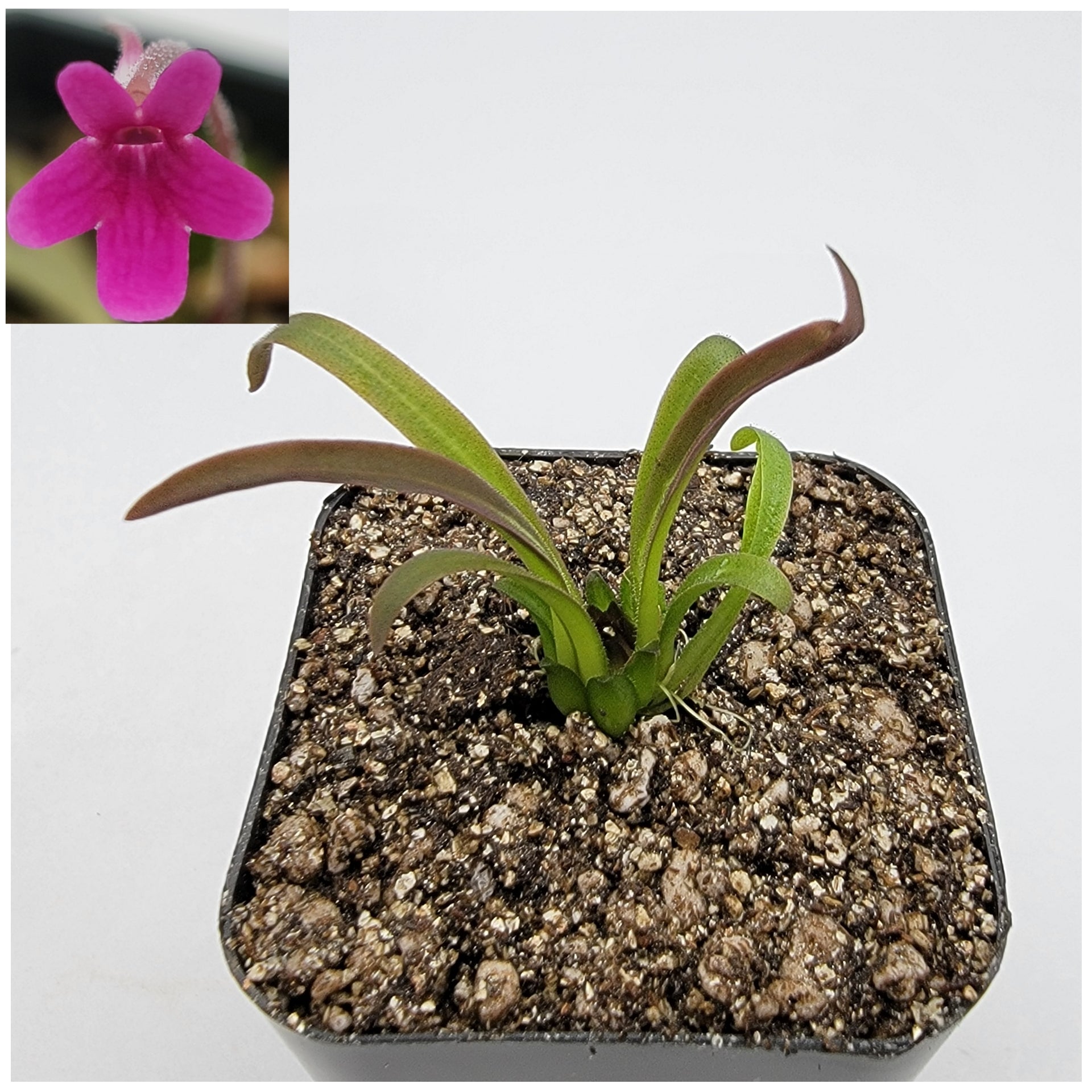 Pinguicula calderoniae {llano del conejo, San Luis Potosi} [Fungus gnat catcher]   -Live carnivorous plant- - Rainbow Carnivorous Plants LLC