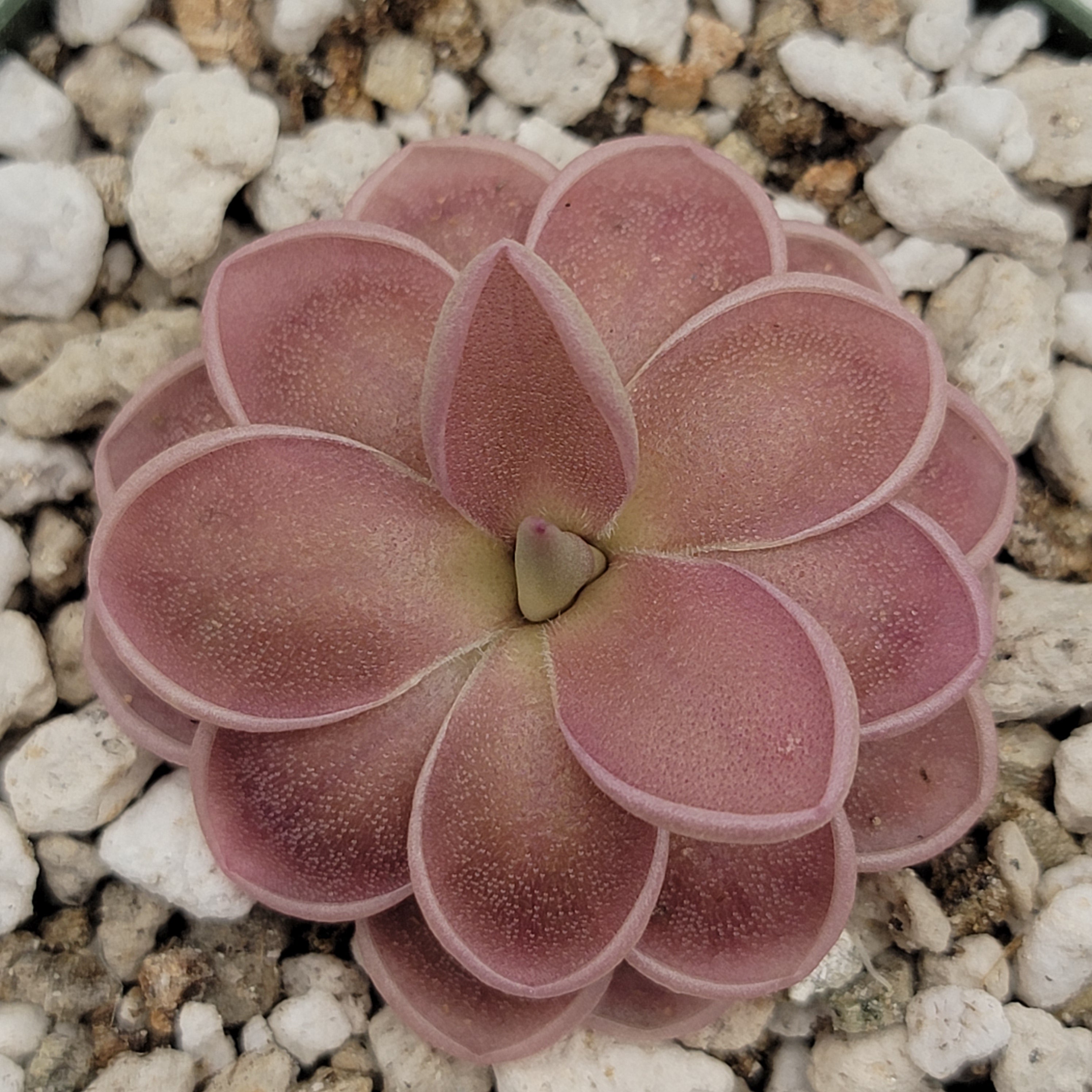 Pinguicula ehlersiae x mesophytica  (clone #001) - Rainbow Carnivorous Plants LLC