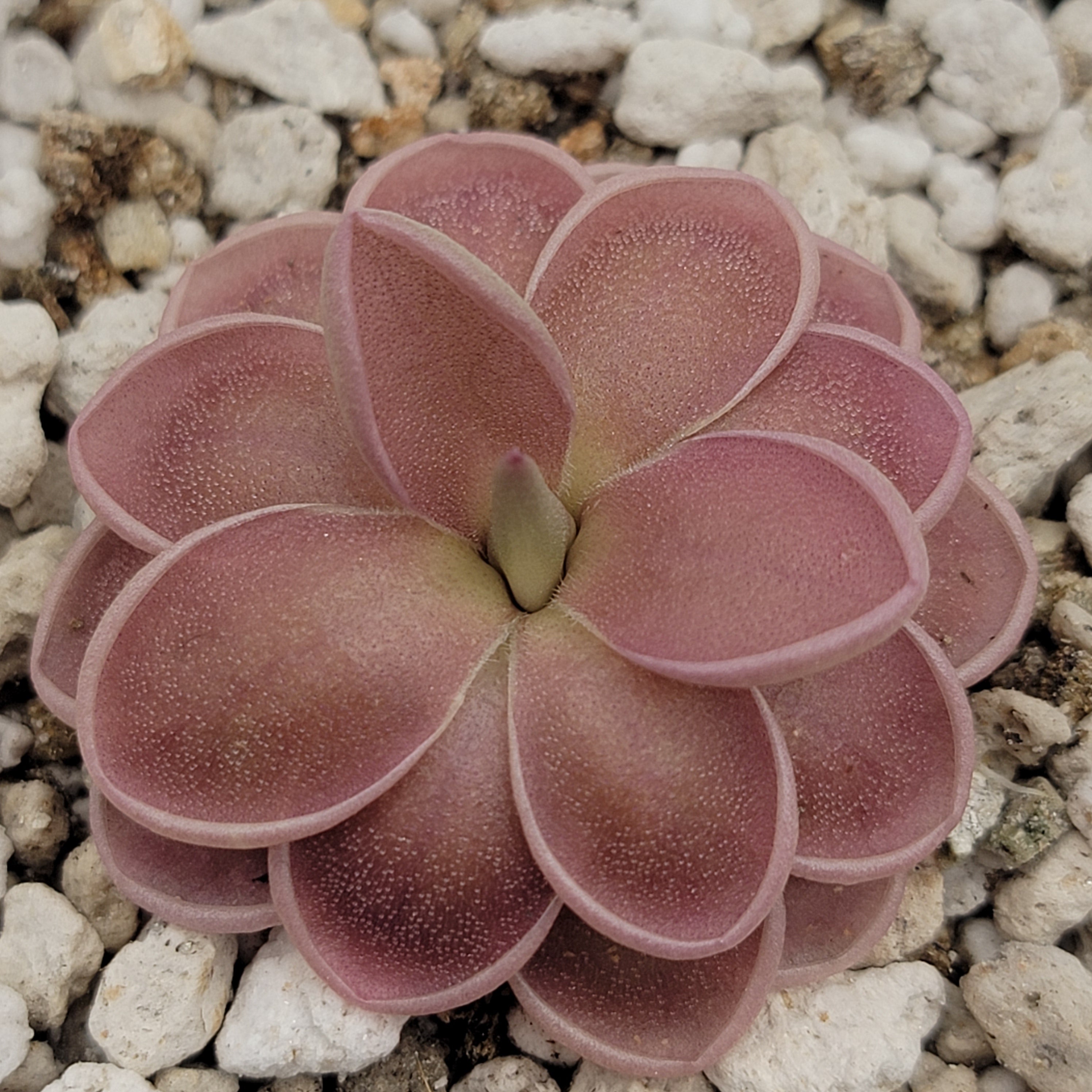 Pinguicula ehlersiae x mesophytica  (clone #001) - Rainbow Carnivorous Plants LLC