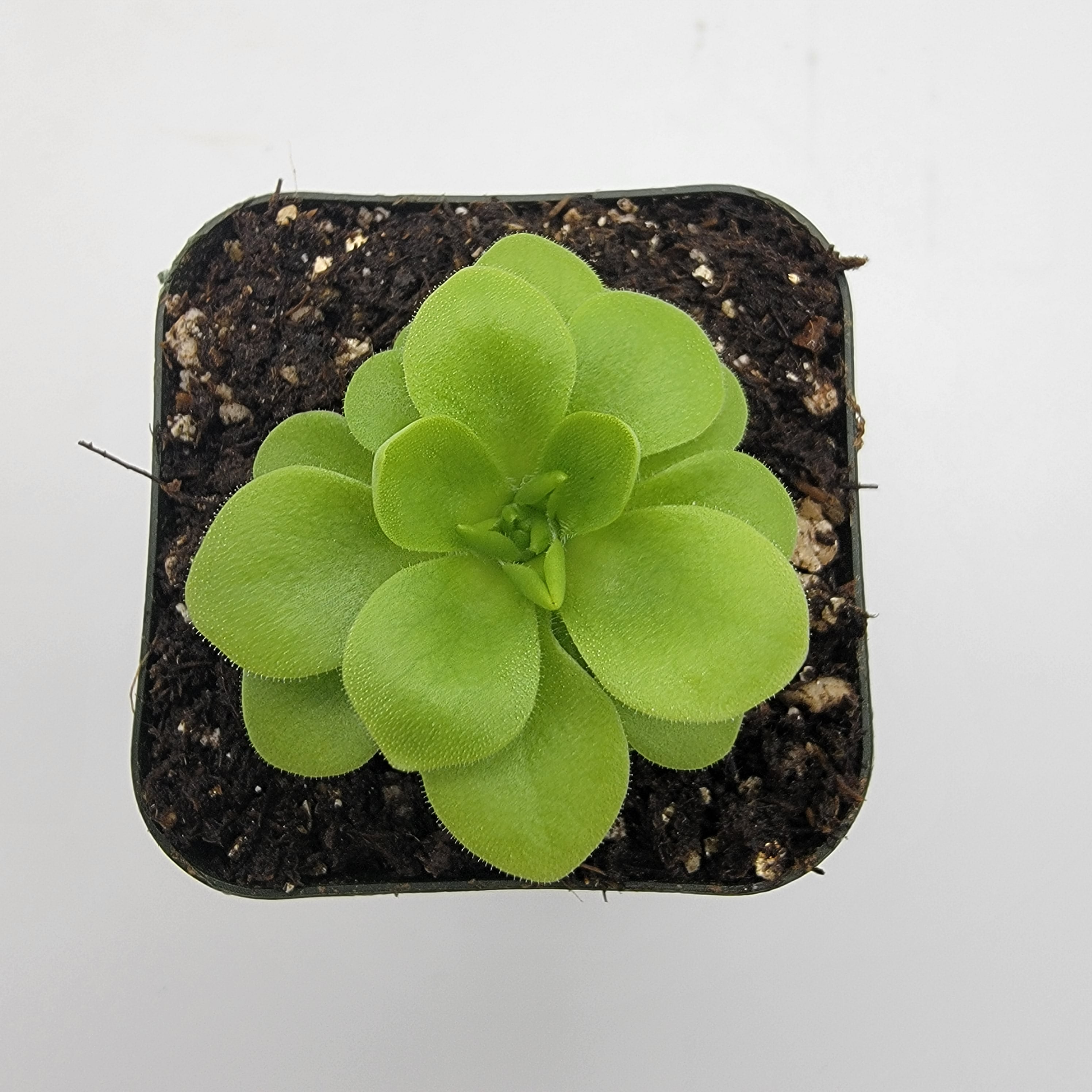 Pinguicula elizabethiae {Toliman Canyon, Hidalgo Mex.} [Fungus gnat catcher]   -Live carnivorous plant- - Rainbow Carnivorous Plants LLC