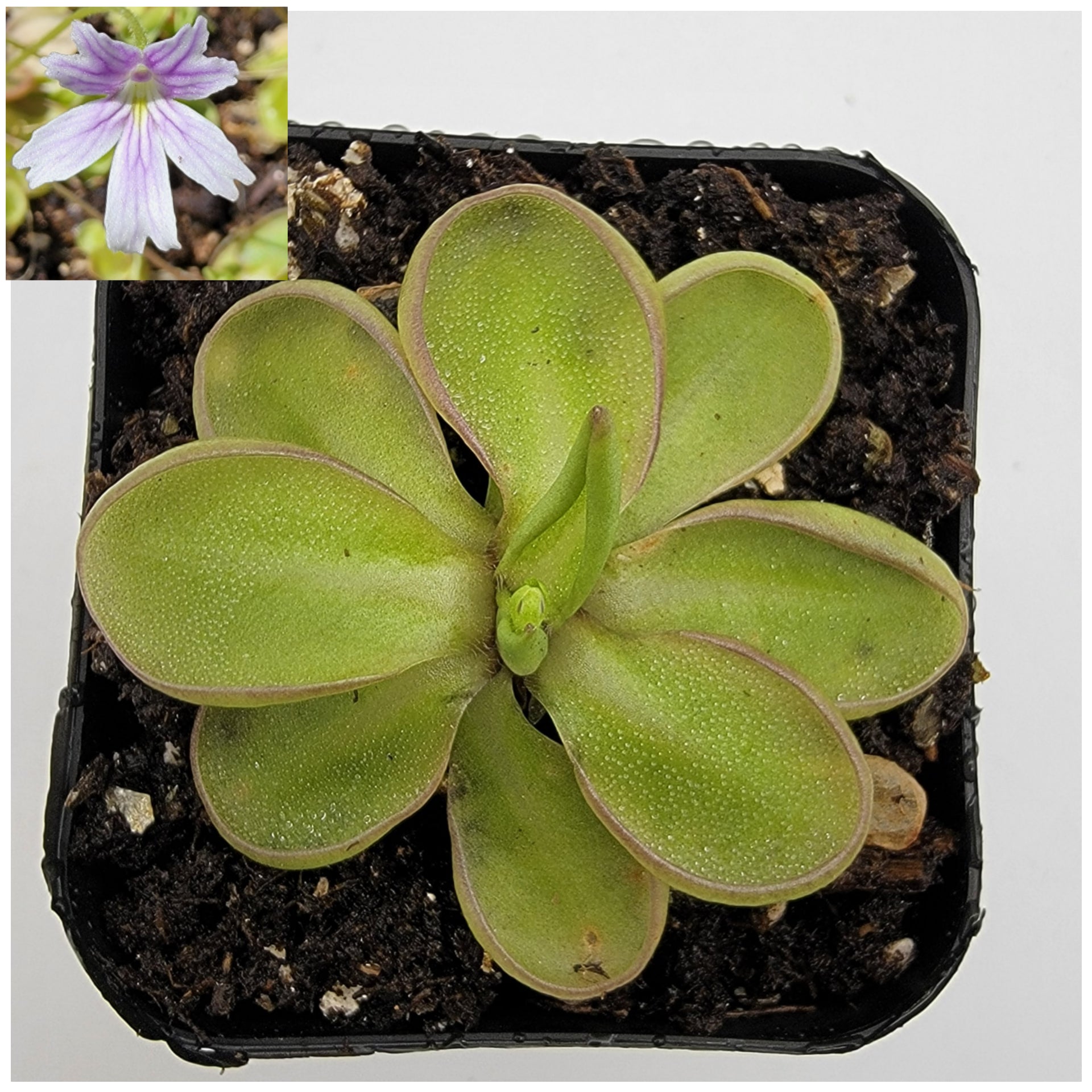 Pinguicula emarginata [Fungus gnat catcher]   -Live carnivorous plant- - Rainbow Carnivorous Plants LLC