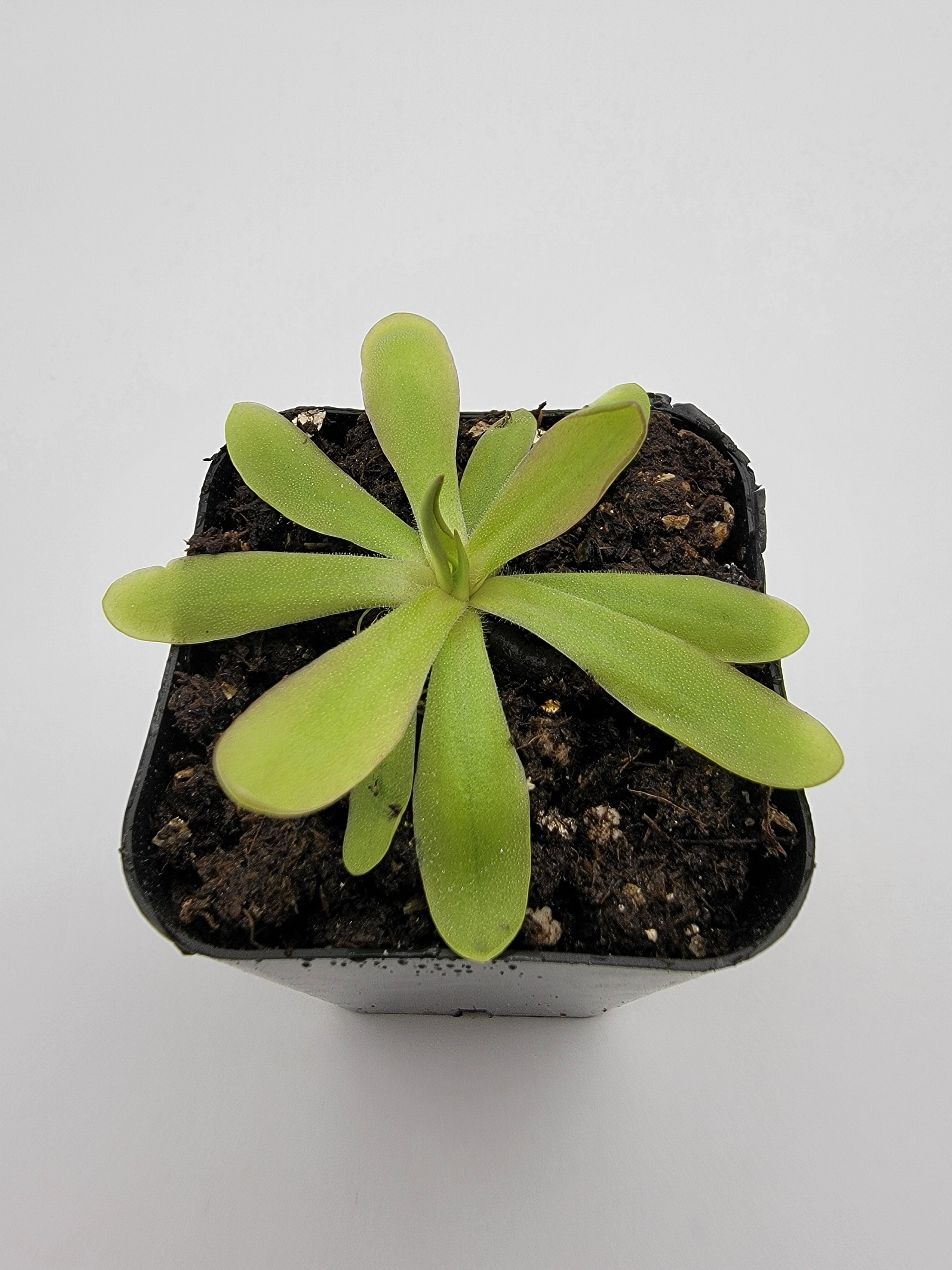Pinguicula emarginata x moctezumae [Fungus gnat catcher]   -Live carnivorous plant- - Rainbow Carnivorous Plants LLC