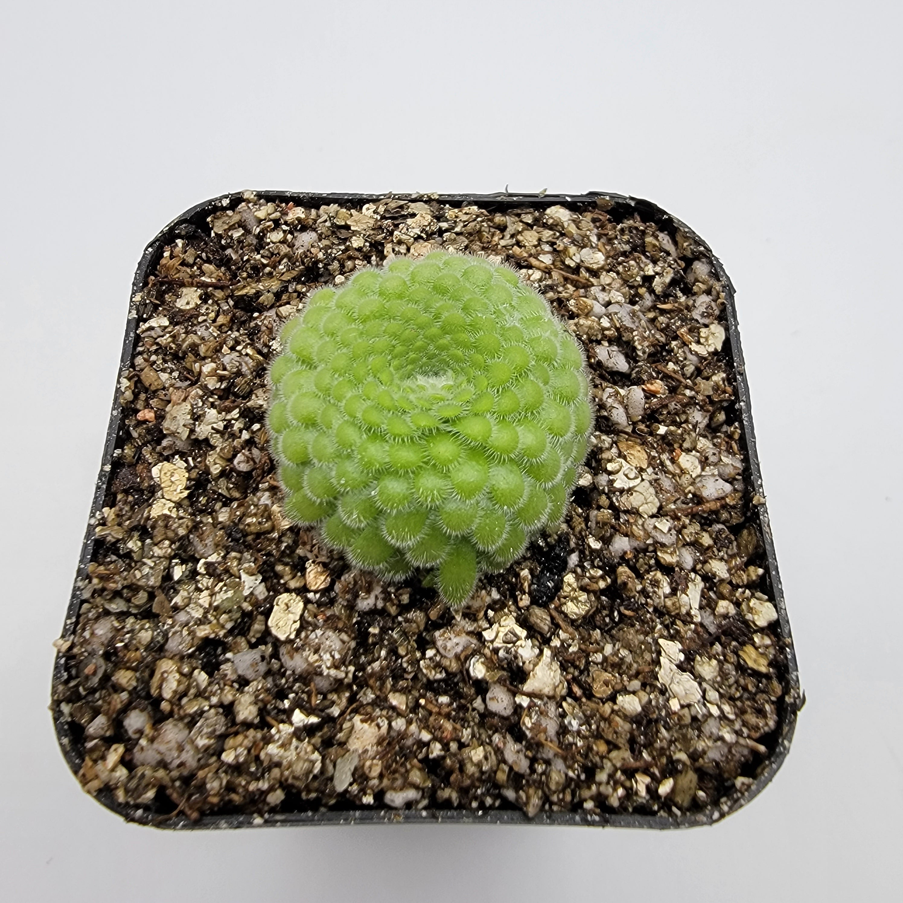 Pinguicula gypsicola {Buena Vista, San Luis Potosi, Mex