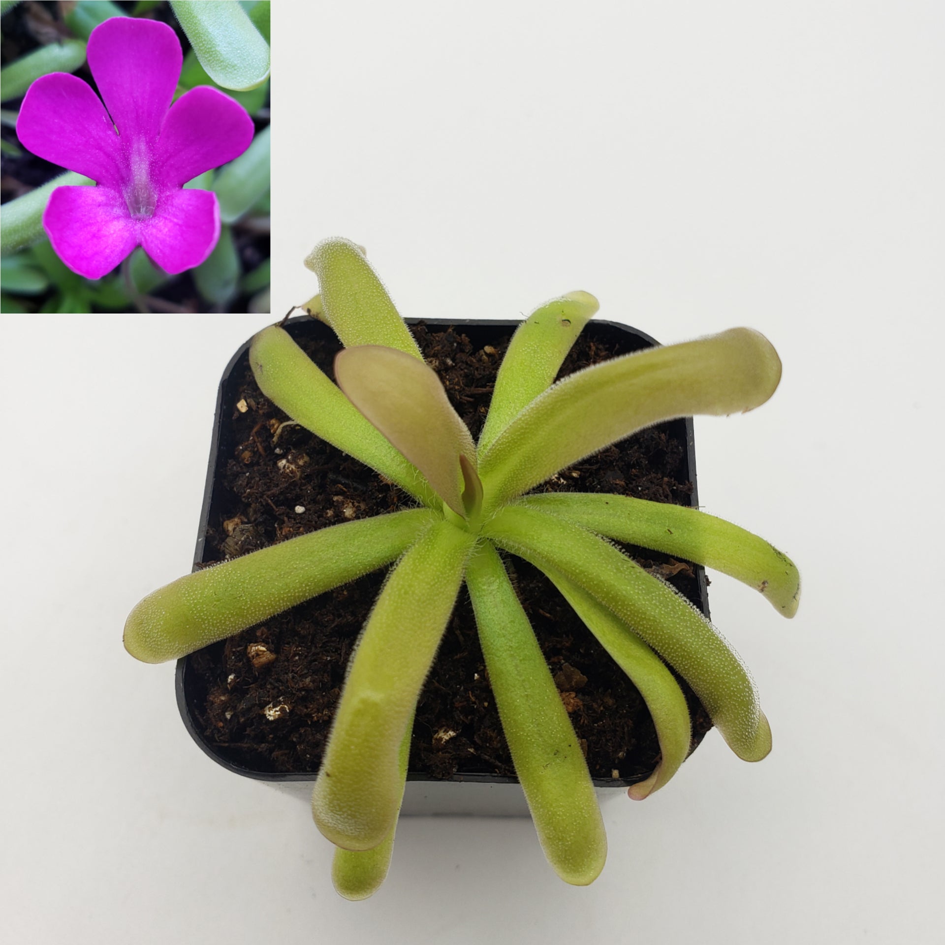 Pinguicula hemiepiphytica x moctezumae [Fungus gnat catcher]   -Live carnivorous plant- - Rainbow Carnivorous Plants LLC