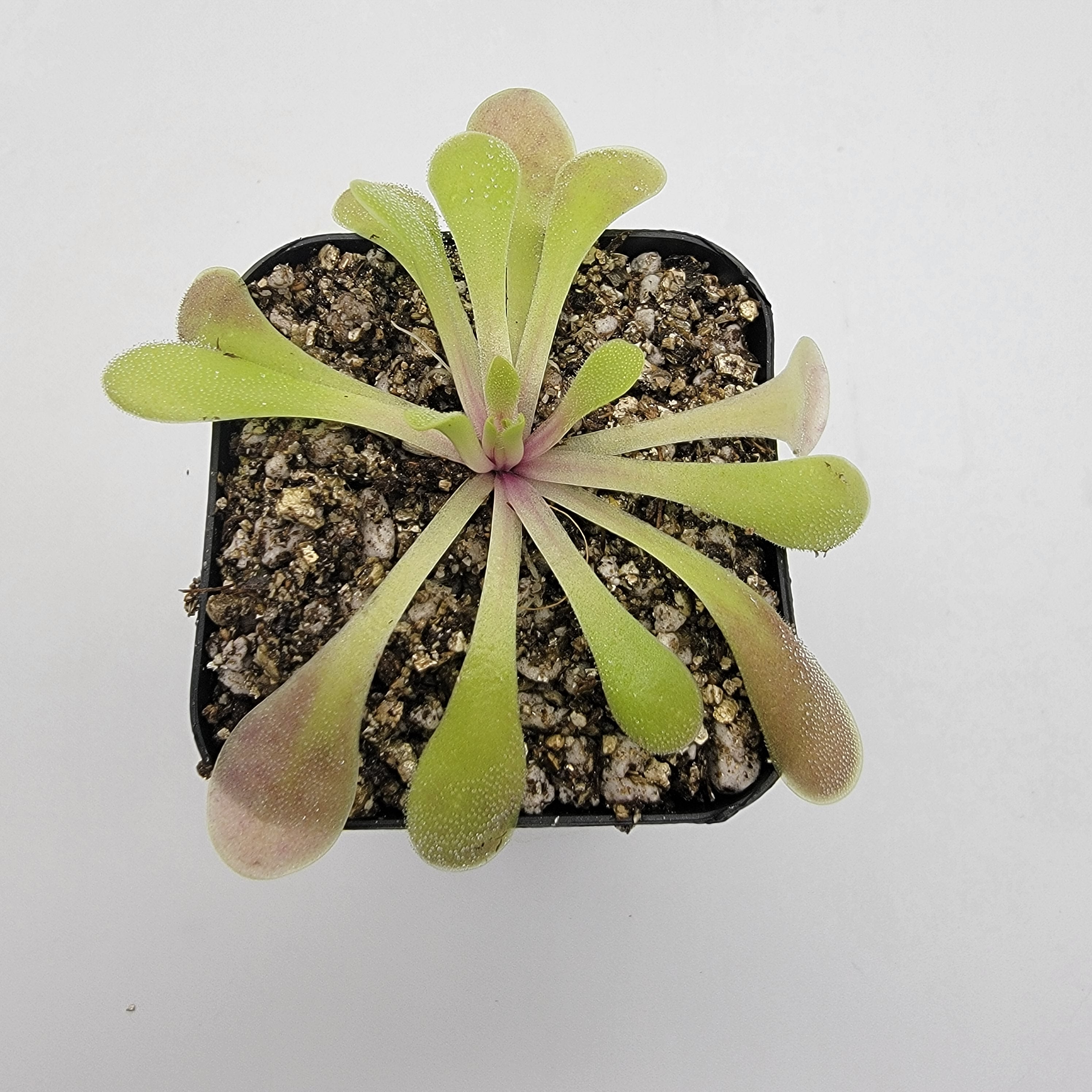 Pinguicula laxifolia [Fungus gnat catcher]   -Live carnivorous plant- - Rainbow Carnivorous Plants LLC