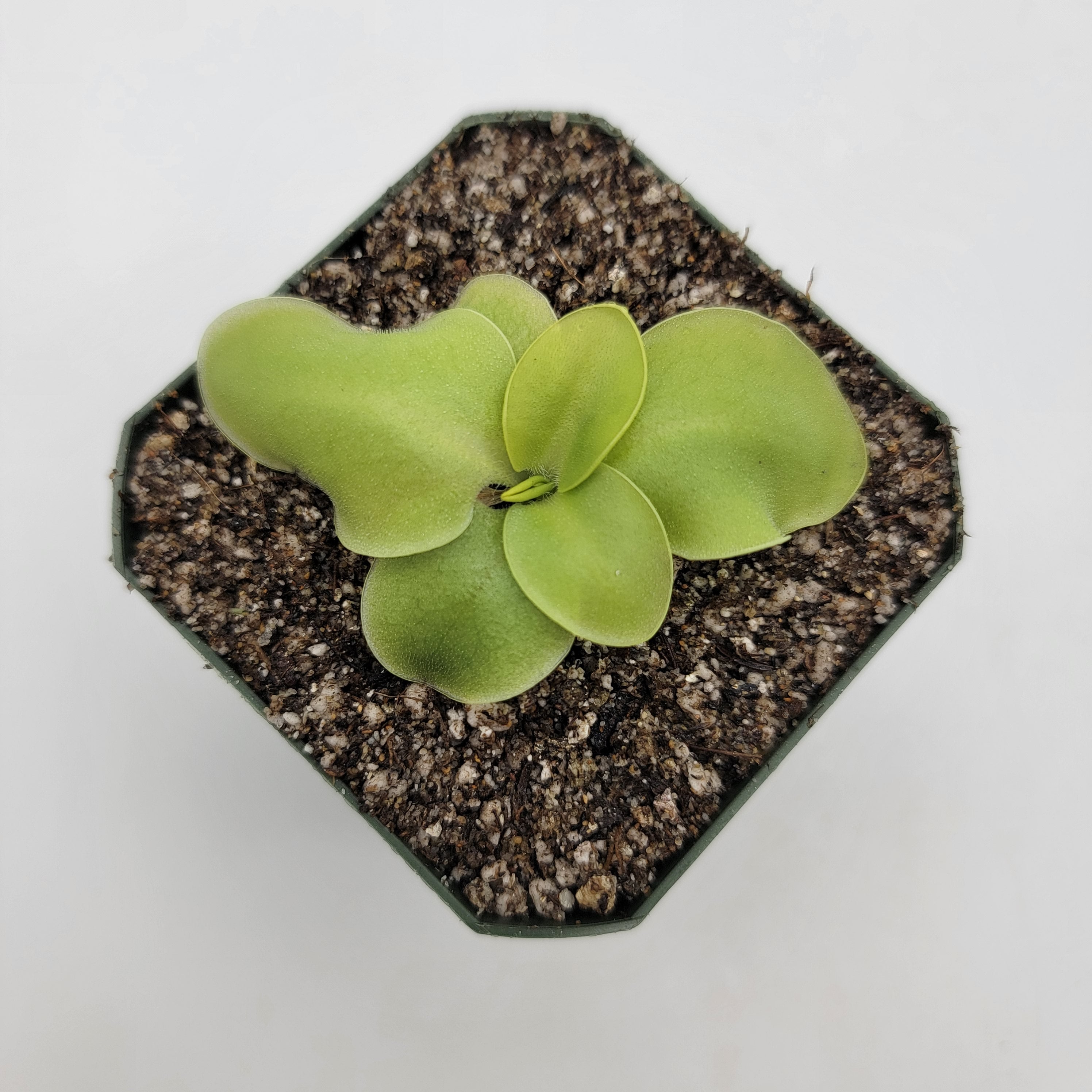 pinguicula succulent phase Pinguicula macrophylla – Live Carnivorous Butterwort Plant