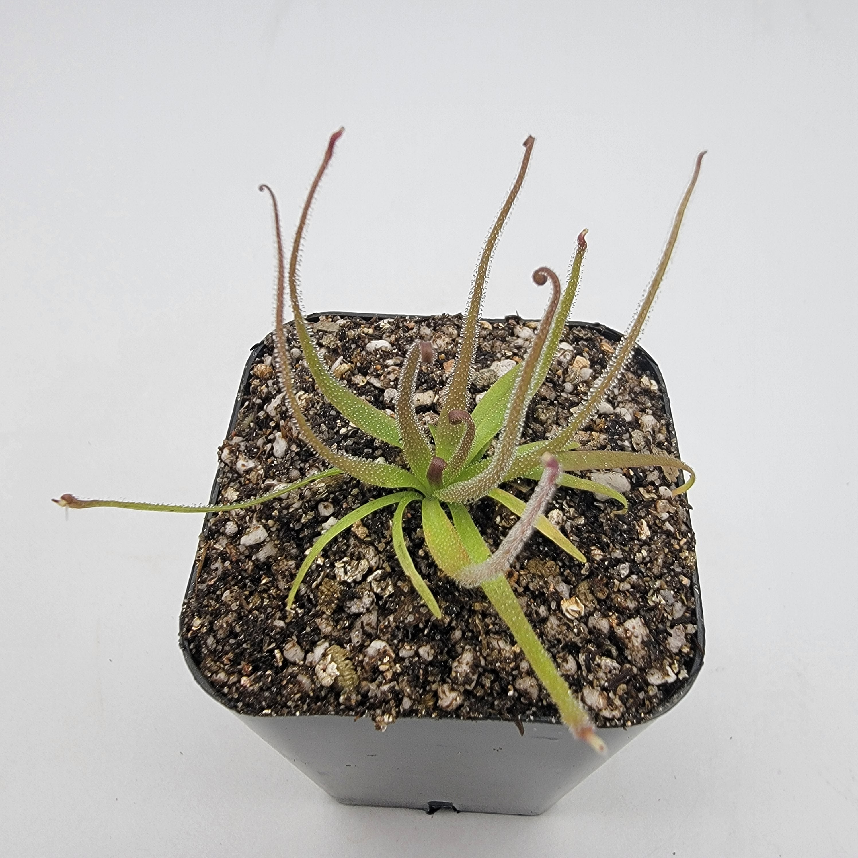 Pinguicula medusina - Rainbow Carnivorous Plants LLC