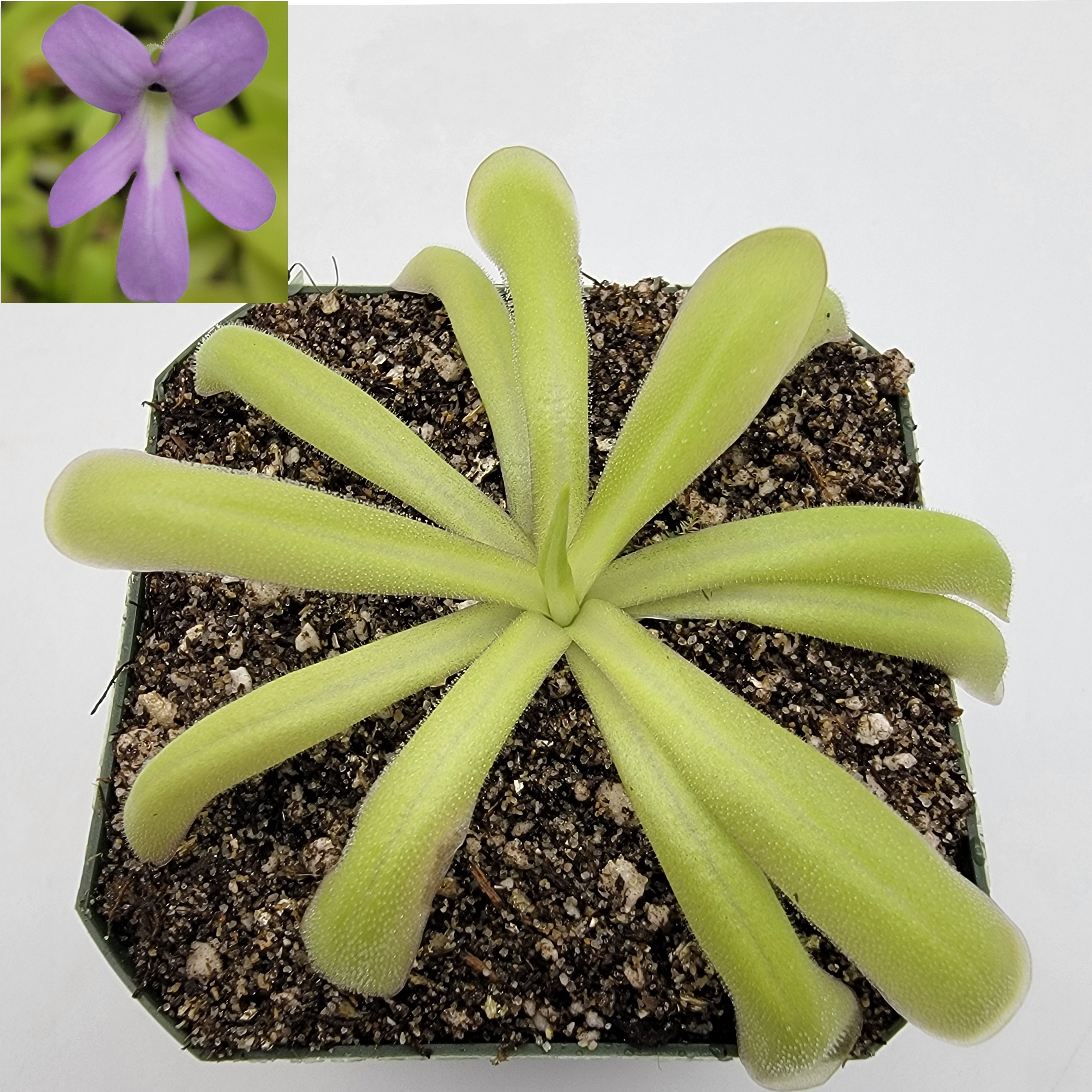 Pinguicula moctezumae x moranensis var. alba [Fungus gnat catcher]   -Live carnivorous plant- - Rainbow Carnivorous Plants LLC
