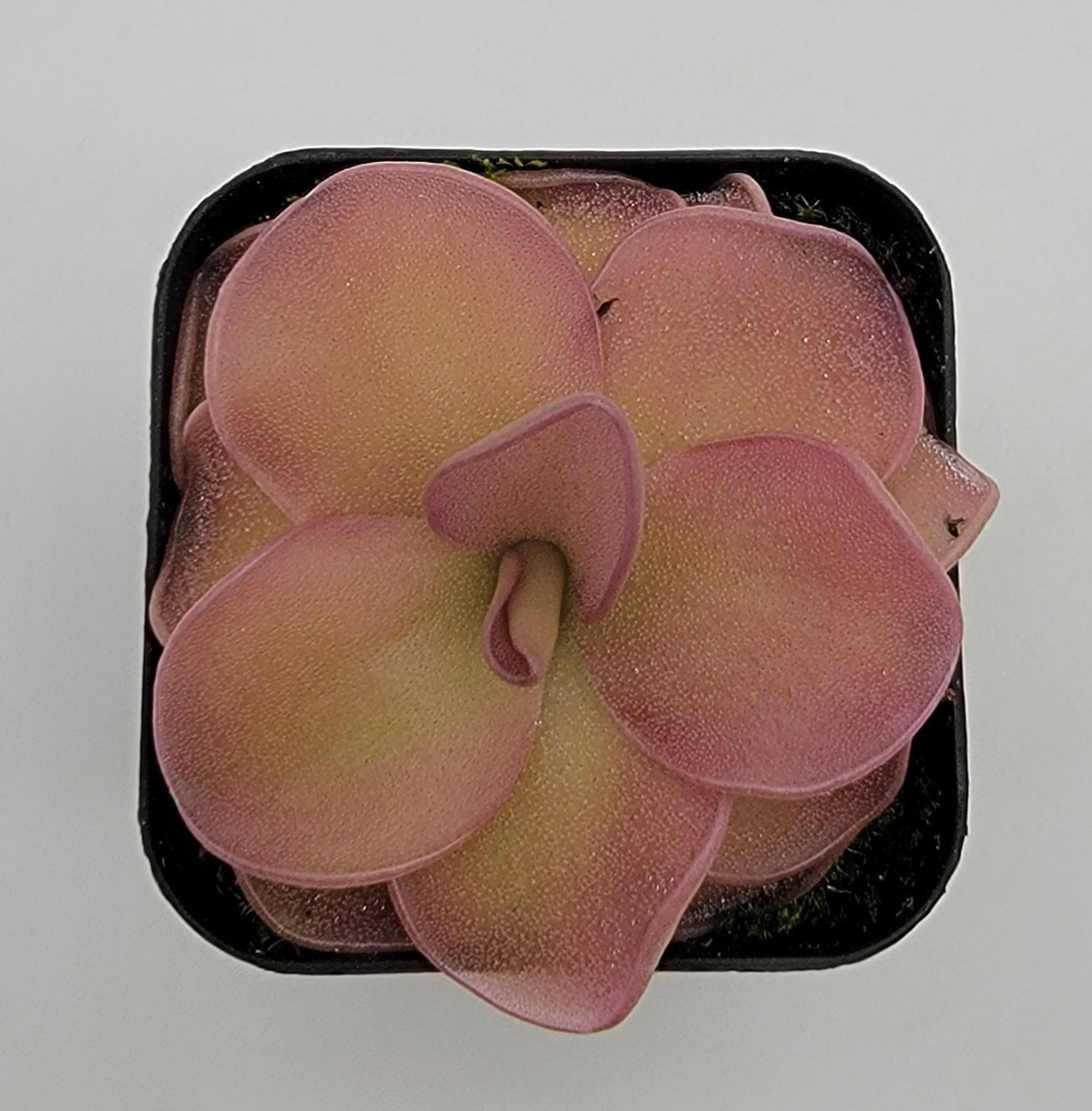 Pinguicula 'Pirouette'