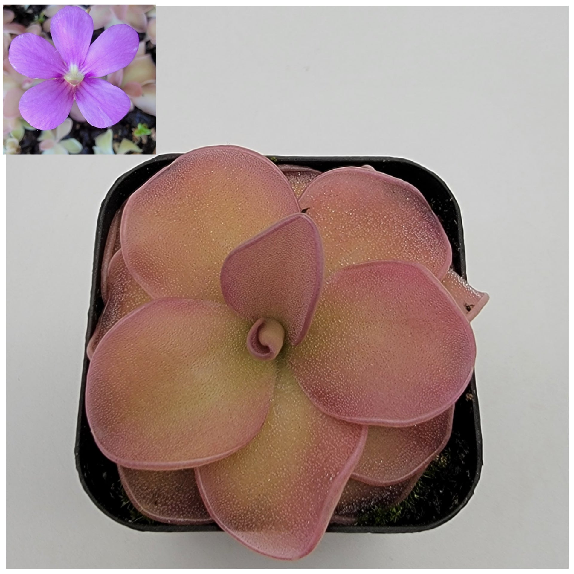 Pinguicula pirouette [Fungus gnat catcher]   -Live carnivorous plant- - Rainbow Carnivorous Plants LLC
