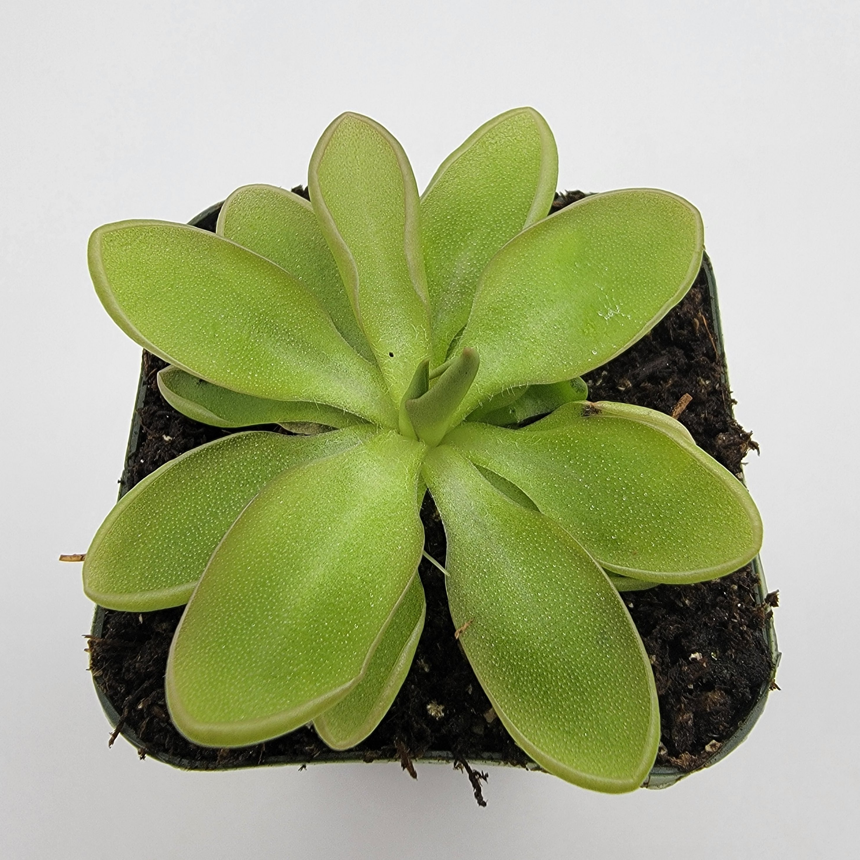 Pinguicula rotundiflora x moranensis var. alba [Fungus gnat catcher]   -Live carnivorous plant- - Rainbow Carnivorous Plants LLC
