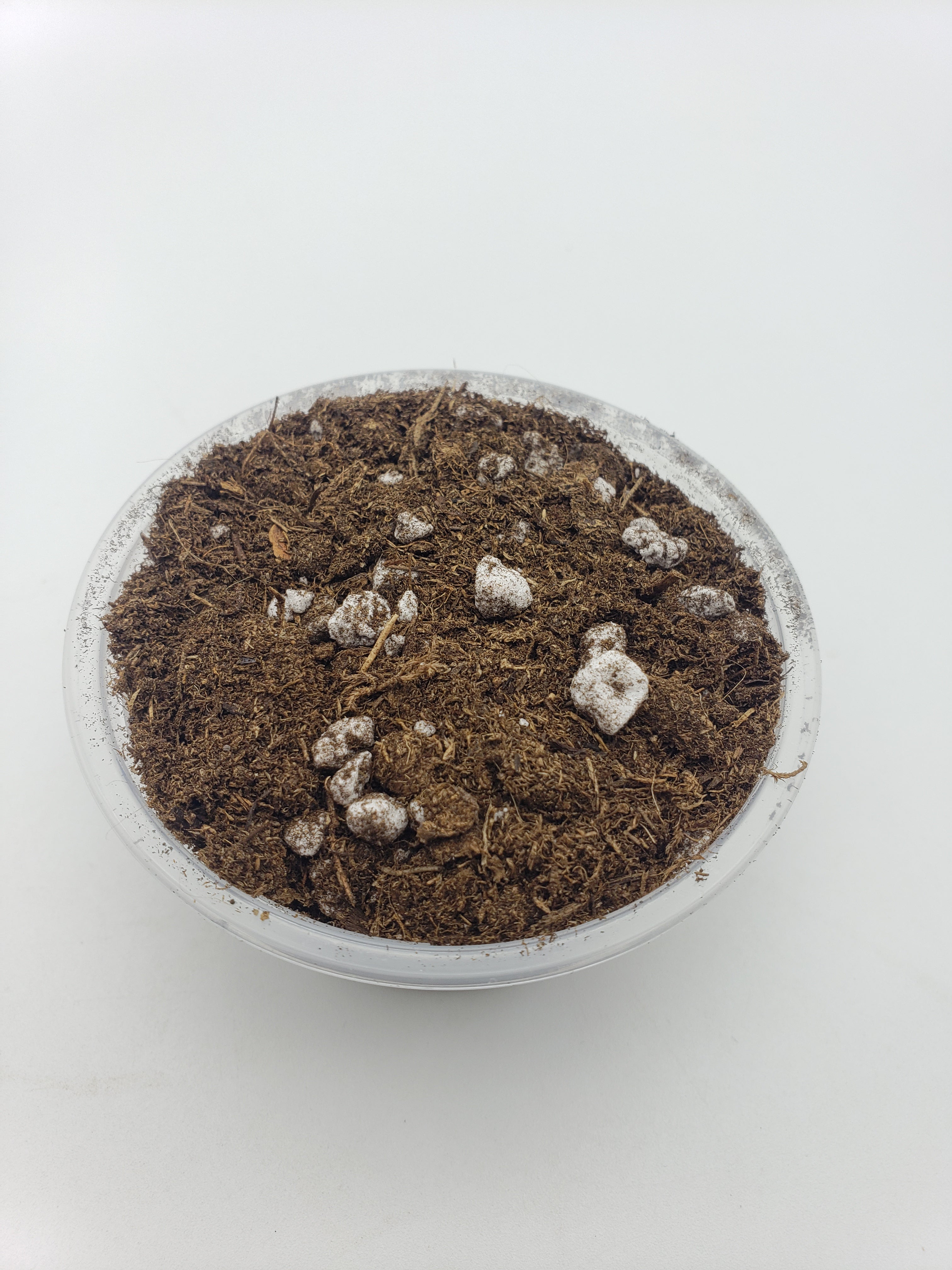 Soil mix for [Sarracenias - Drosera - Dionaea muscipula ] - Rainbow Carnivorous Plants LLC