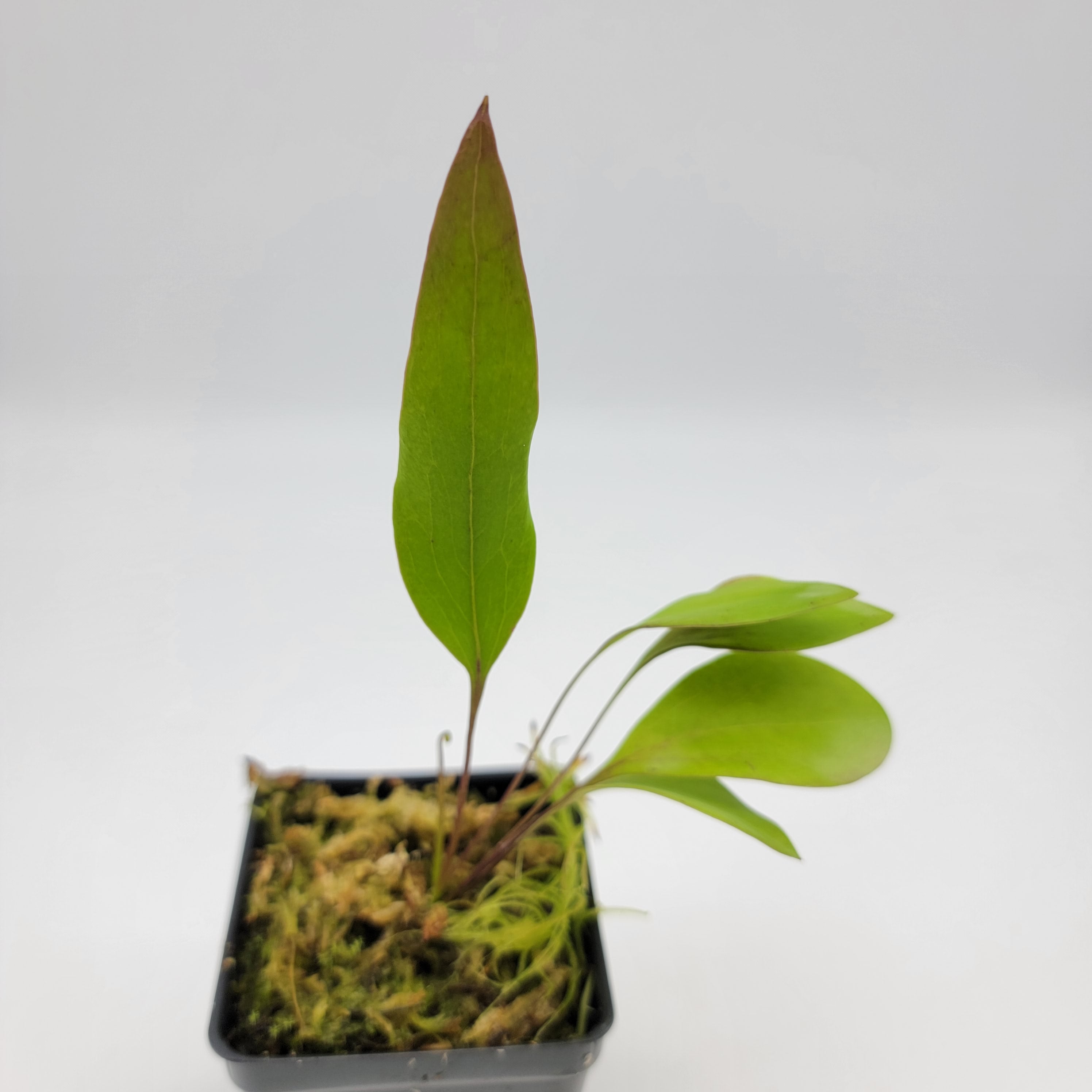 Utricularia humboldtii x alpina - Rainbow Carnivorous Plants LLC