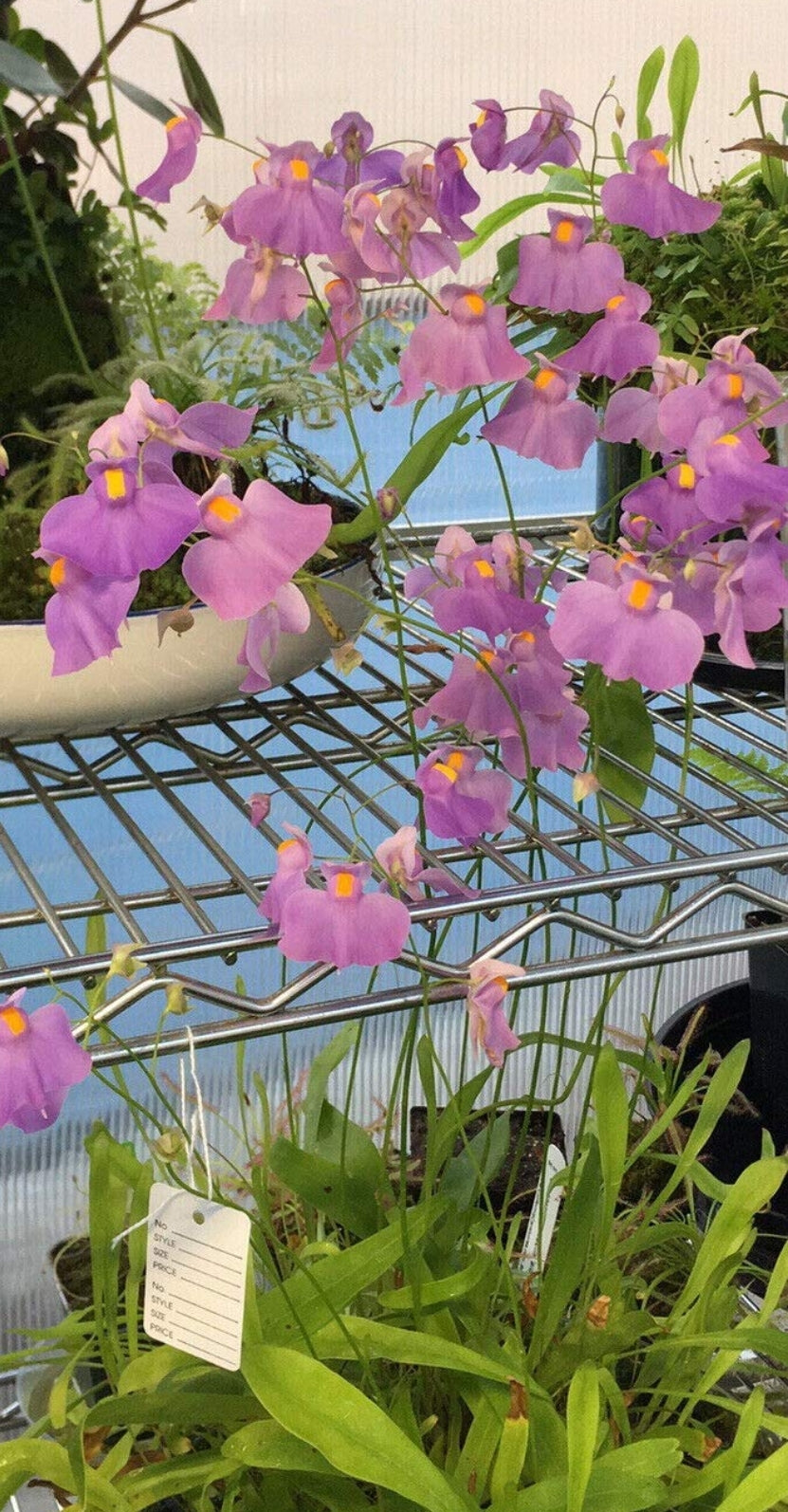 RainbowCarnivorousplants Utricularia longifolia