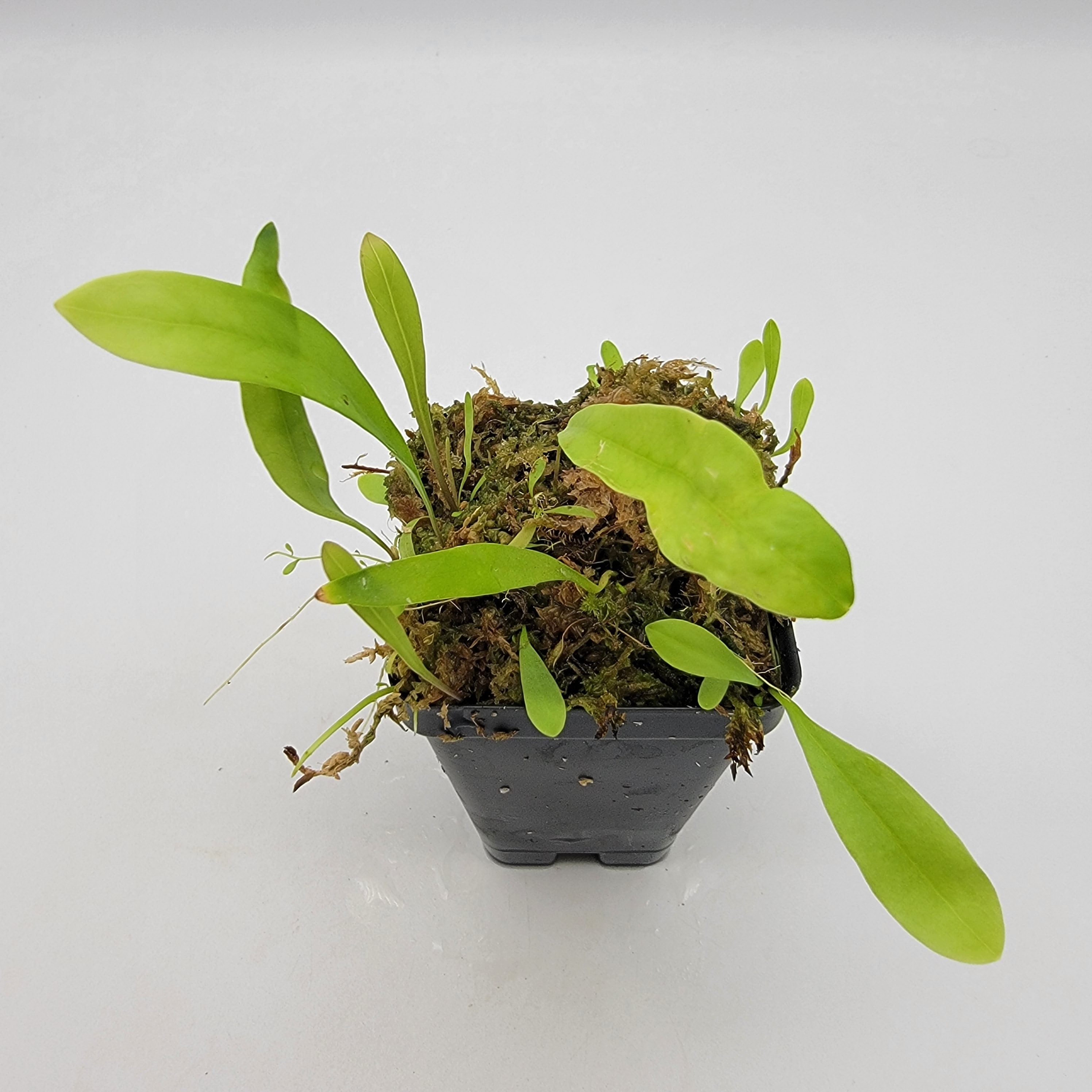  TruBlu Supply Utricularia warburgii - Bladderwort - Live  Carnivorous Plant - 2 inch Plug Potted (TBSLSP1050) : פאטיו, מדשאה וגינה