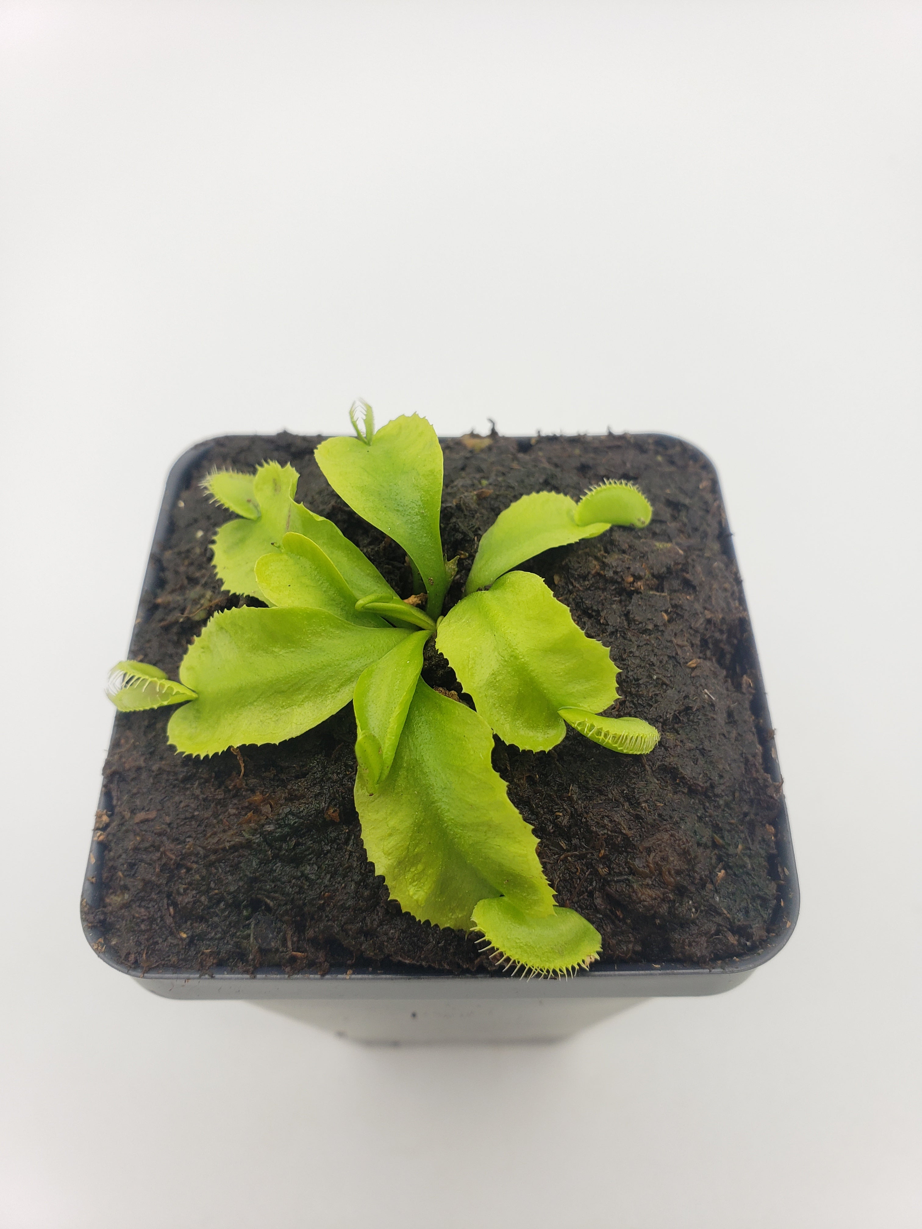Venus flytrap (Dionaea muscipula) 'Alien' - Rainbow Carnivorous Plants LLC