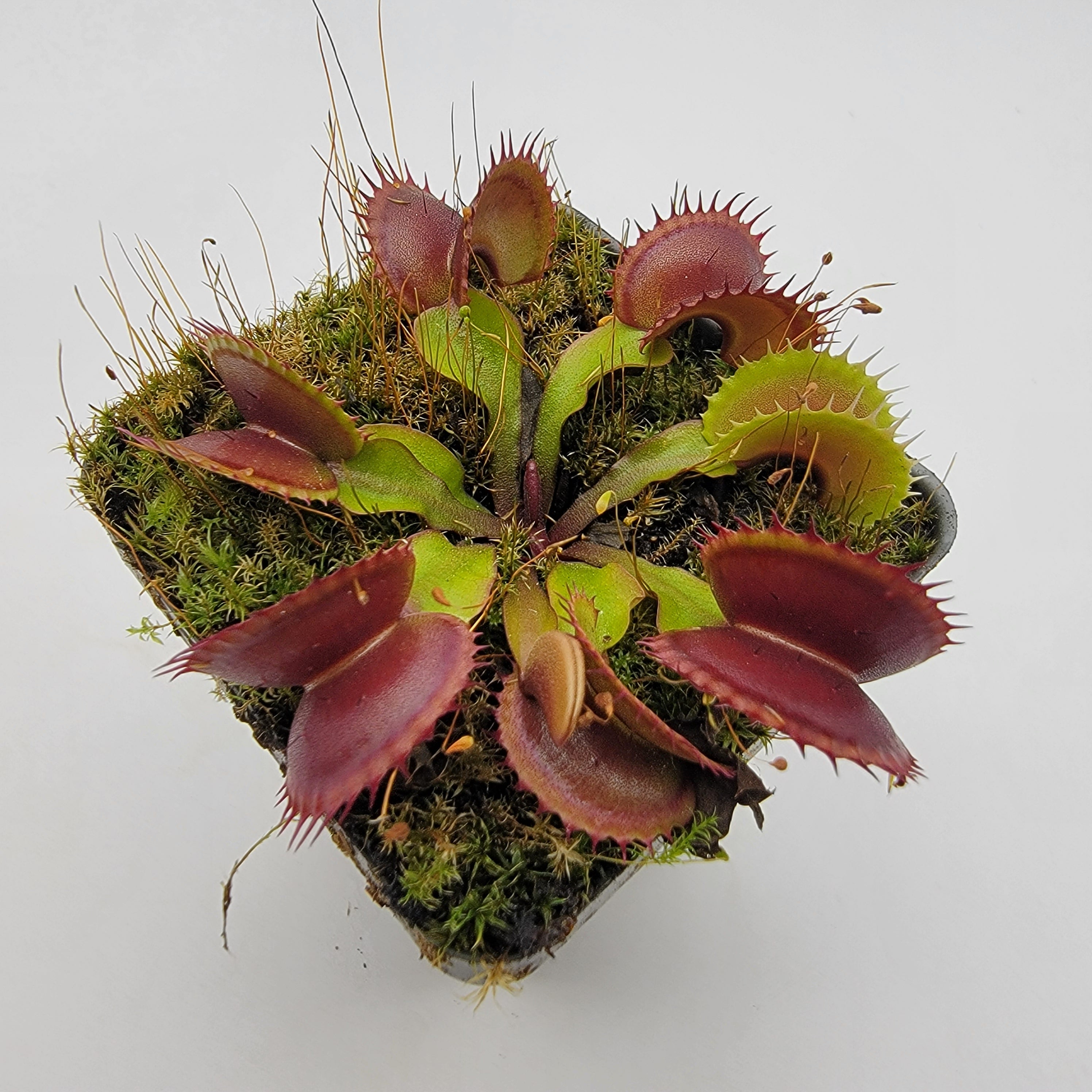 Venus flytrap (Dionaea muscipula) FTS 'Archangel' - Rainbow Carnivorous Plants LLC