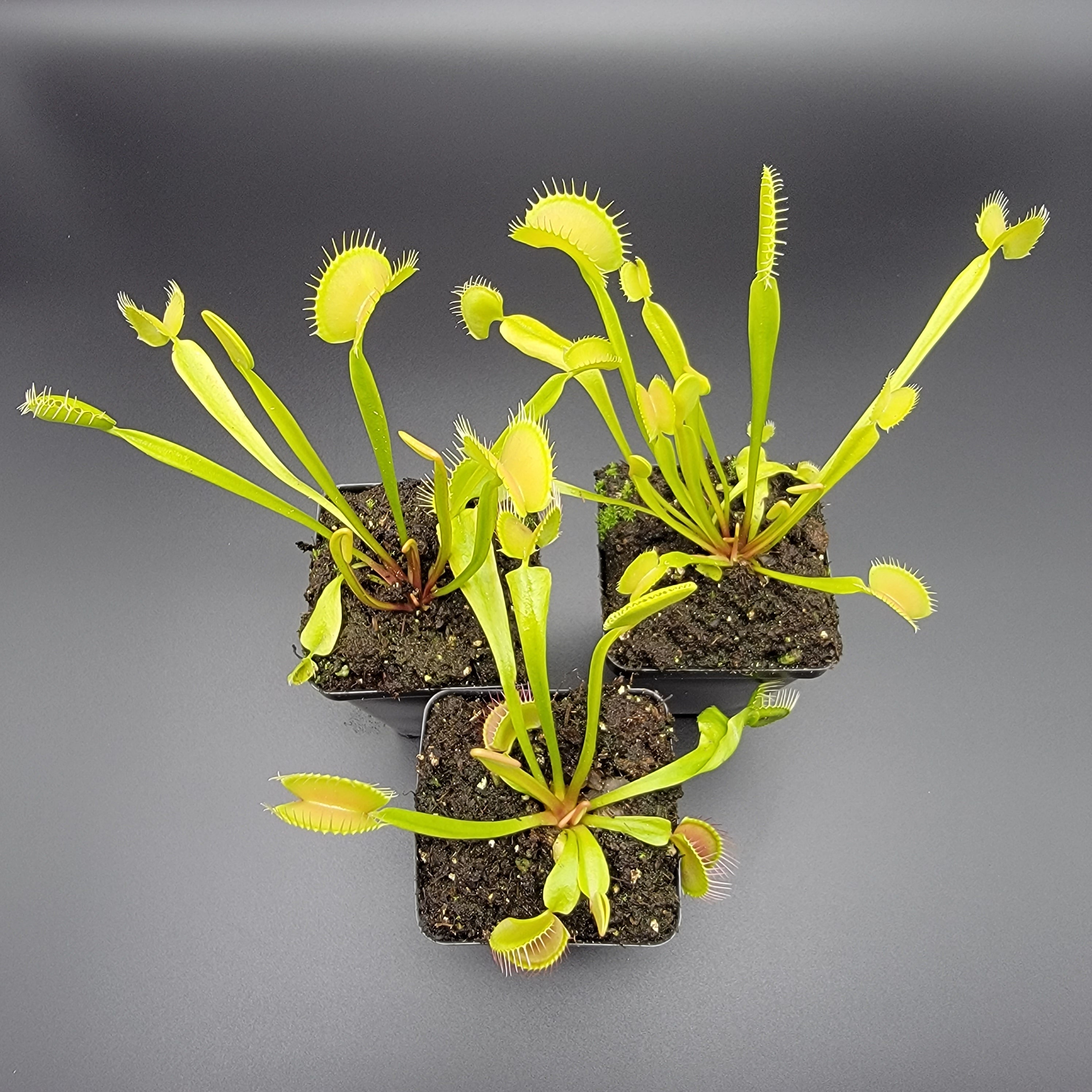 Venus flytrap (Dionaea muscipula) 'B52' x 'DC-XL' - Rainbow Carnivorous Plants LLC