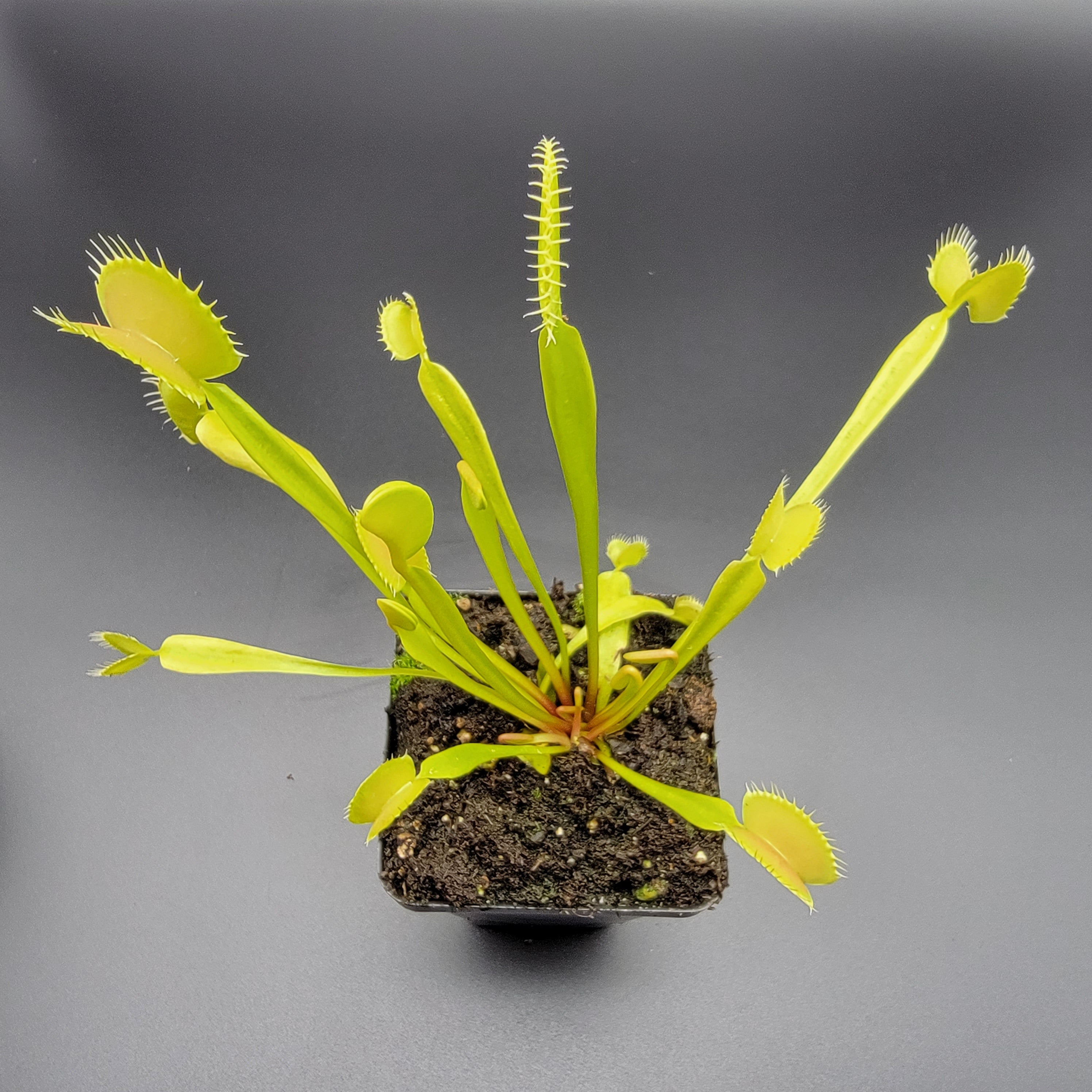 Venus flytrap (Dionaea muscipula) 'B52' x 'DC-XL' - Rainbow Carnivorous Plants LLC