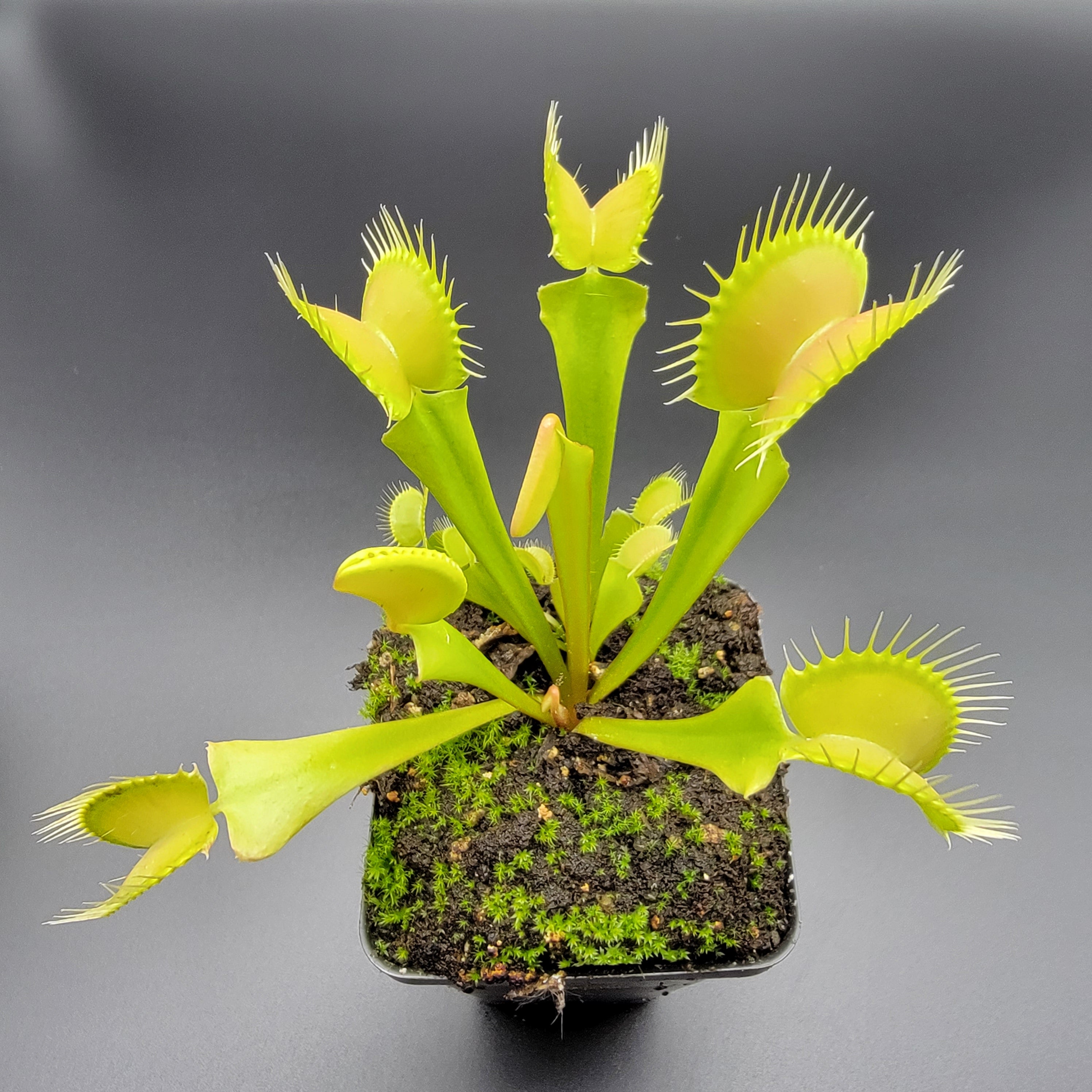 Venus flytrap (Dionaea muscipula) 'Big Mouth' x 'B52