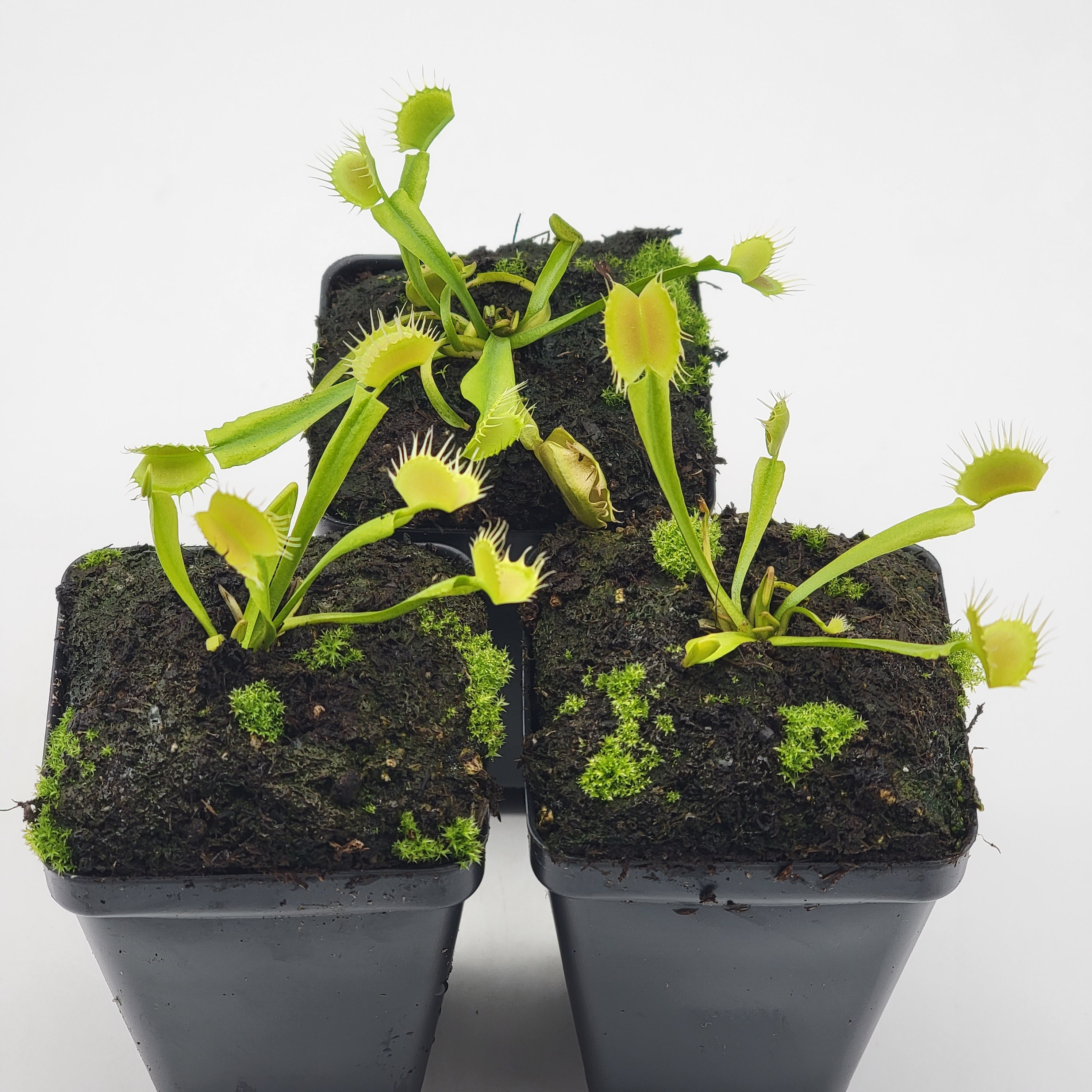 Venus flytrap (Dionaea muscipula) 'Crispy sun' - Rainbow Carnivorous Plants LLC