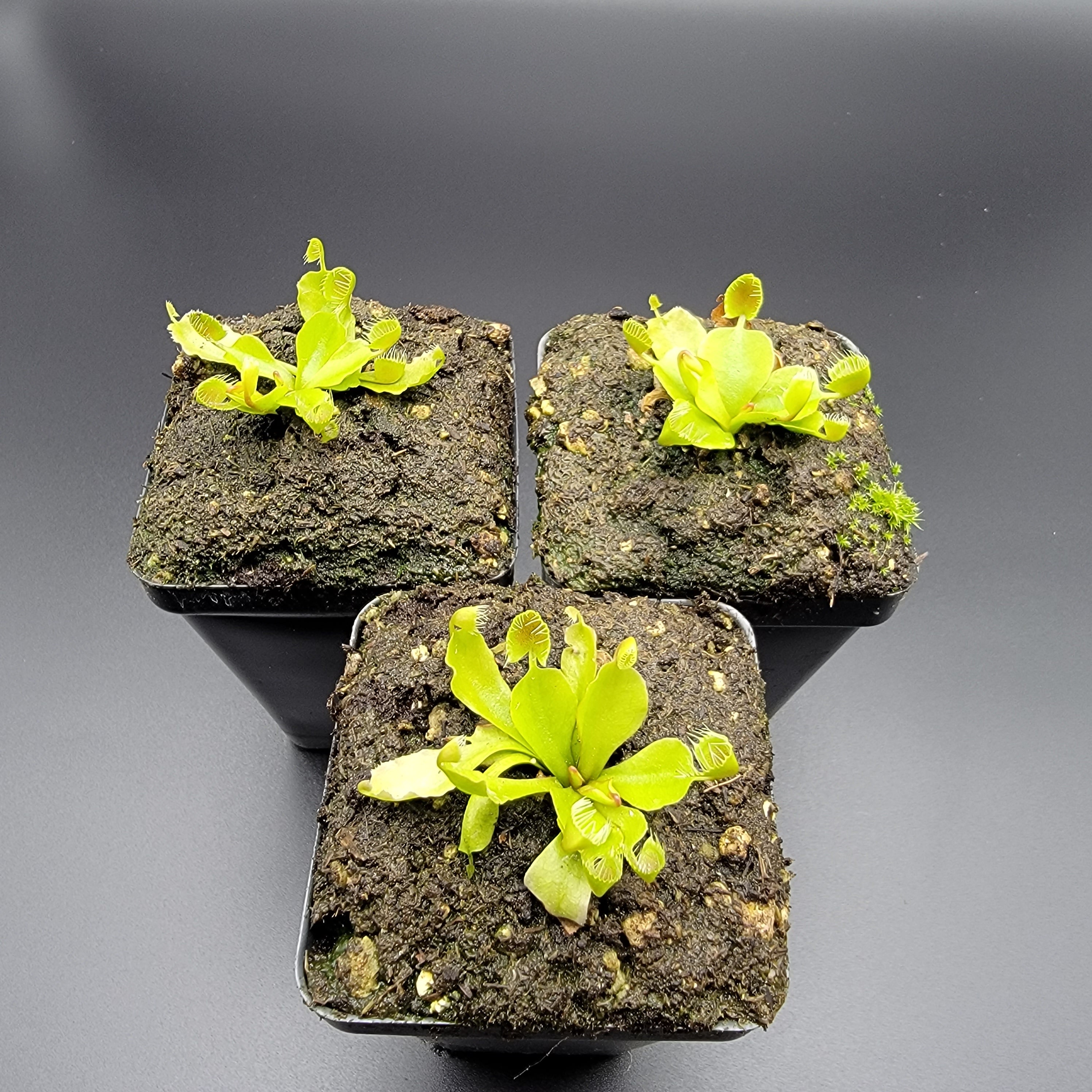 Venus flytrap (Dionaea muscipula) ‘Cupped Trap’ - Rainbow Carnivorous Plants LLC