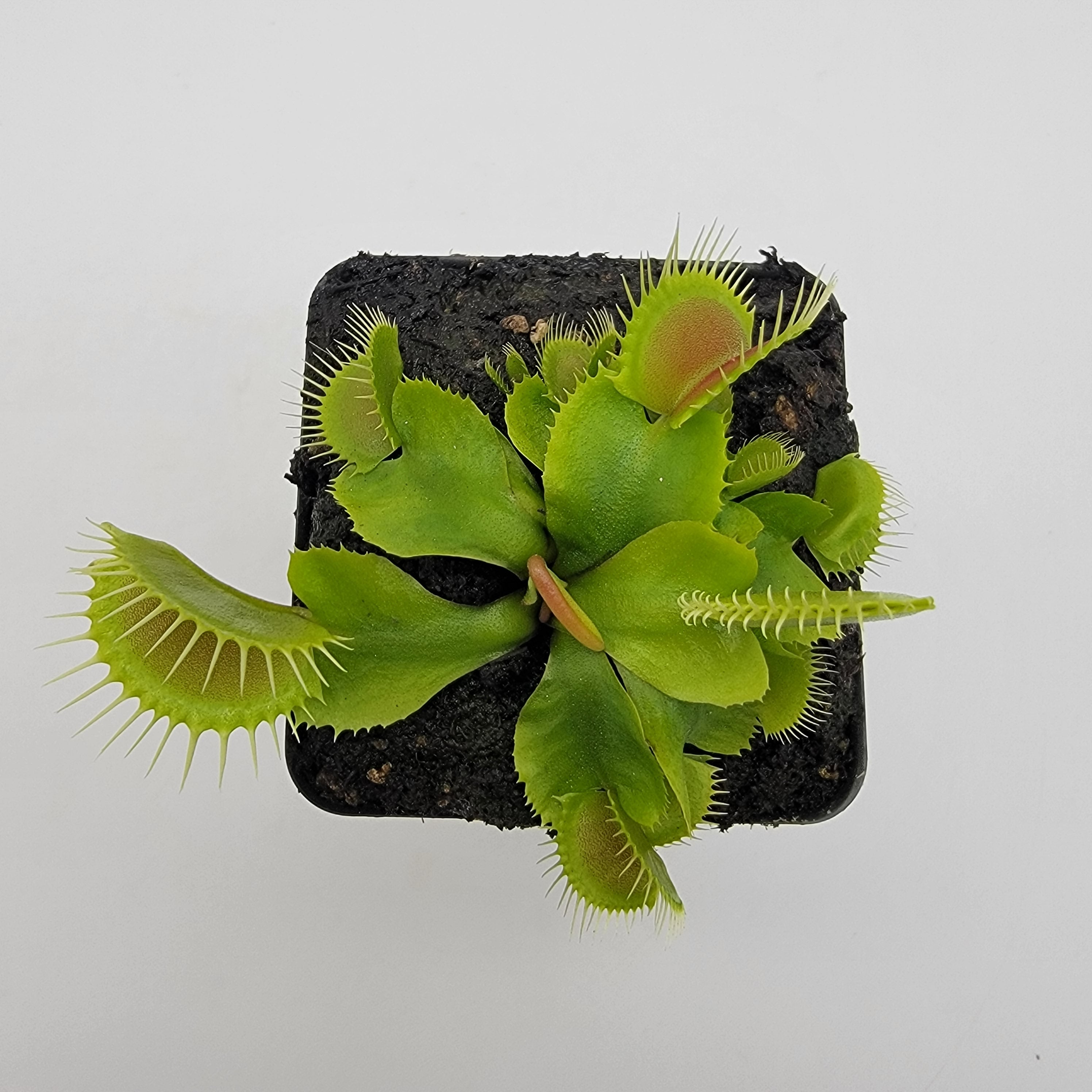 succulent venus flytrap Venus flytrap (Dionaea muscipula) 'DC-XL'