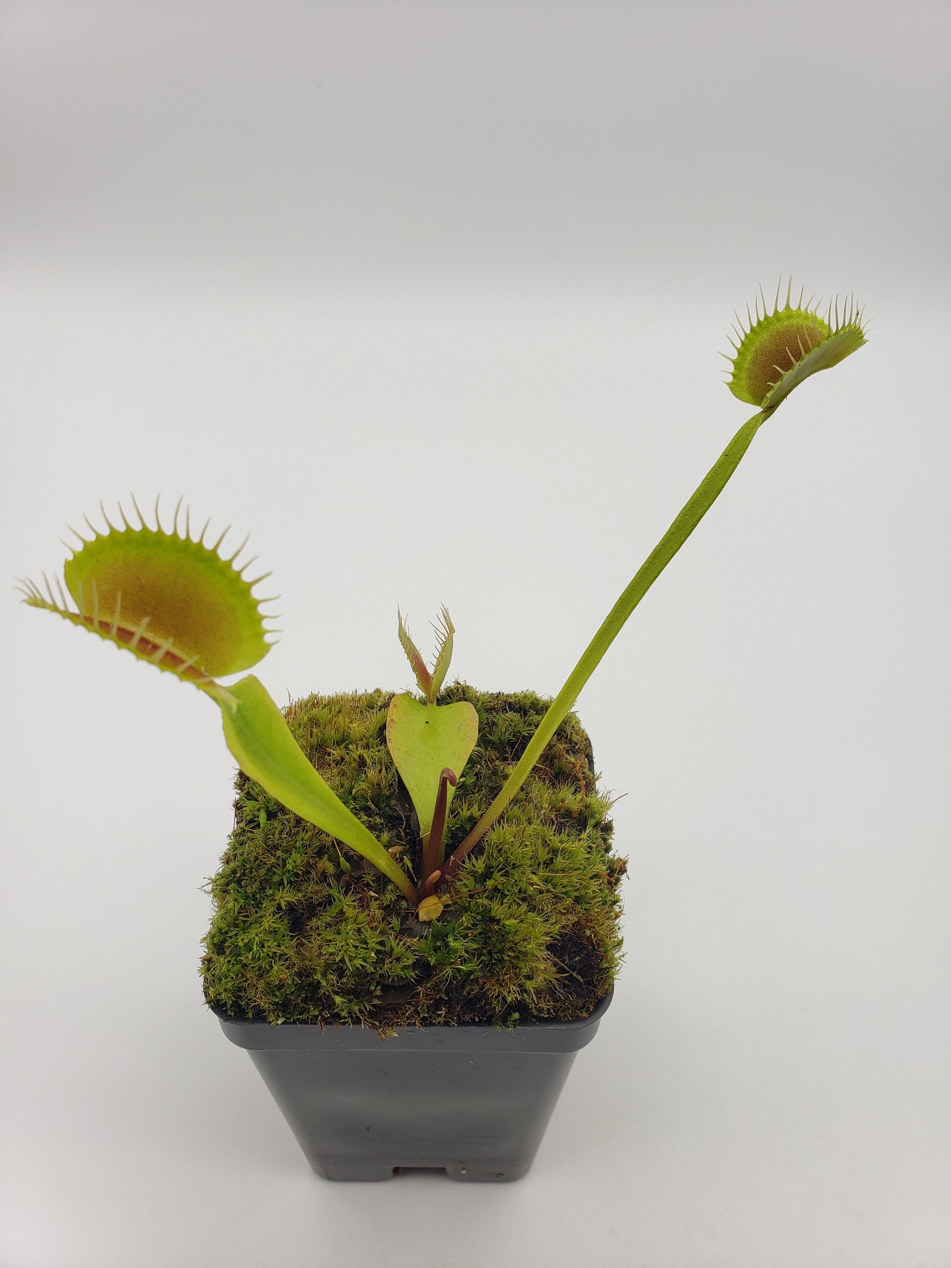 Venus flytrap (Dionaea muscipula) "Pinnacle" - Rainbow Carnivorous Plants LLC