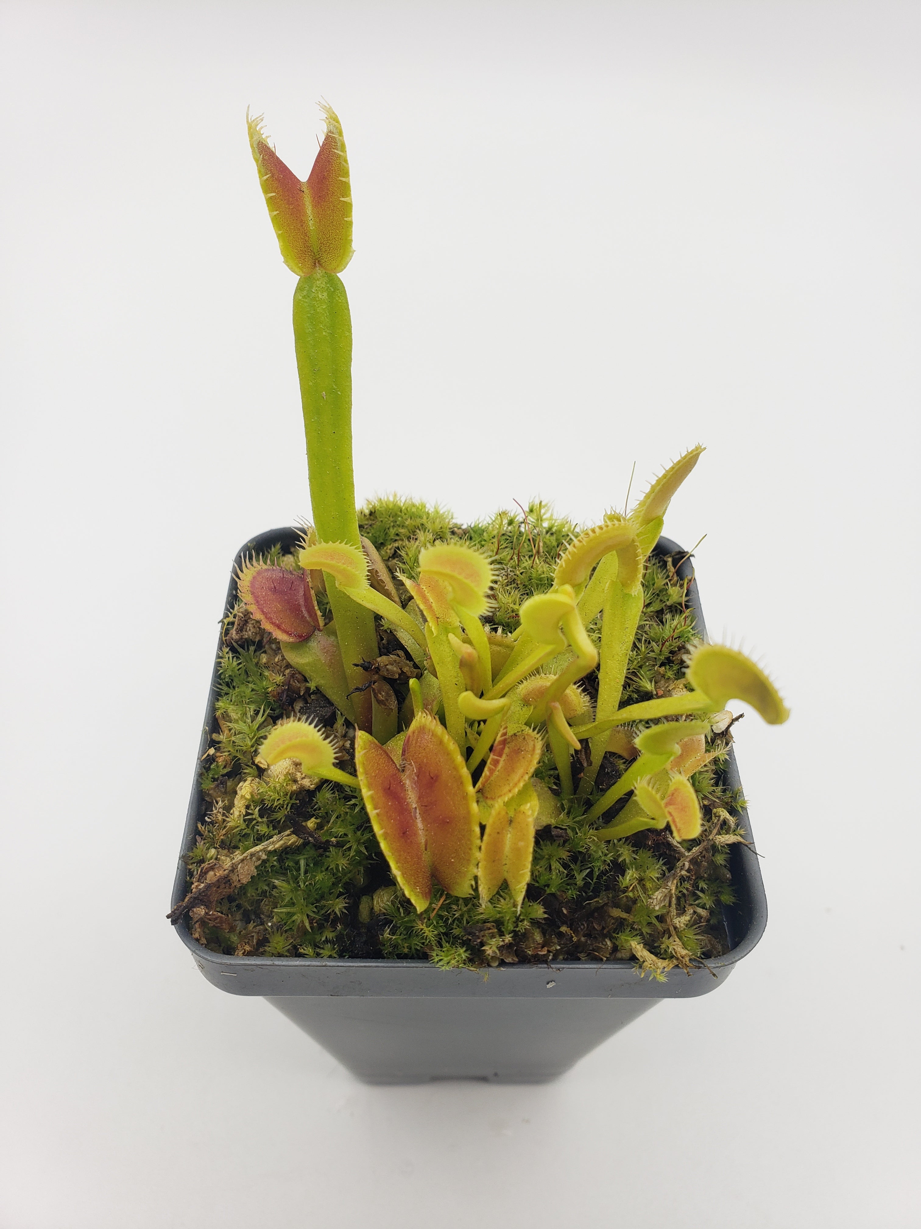Venus flytrap (Dionaea muscipula) "Dente" - Rainbow Carnivorous Plants LLC